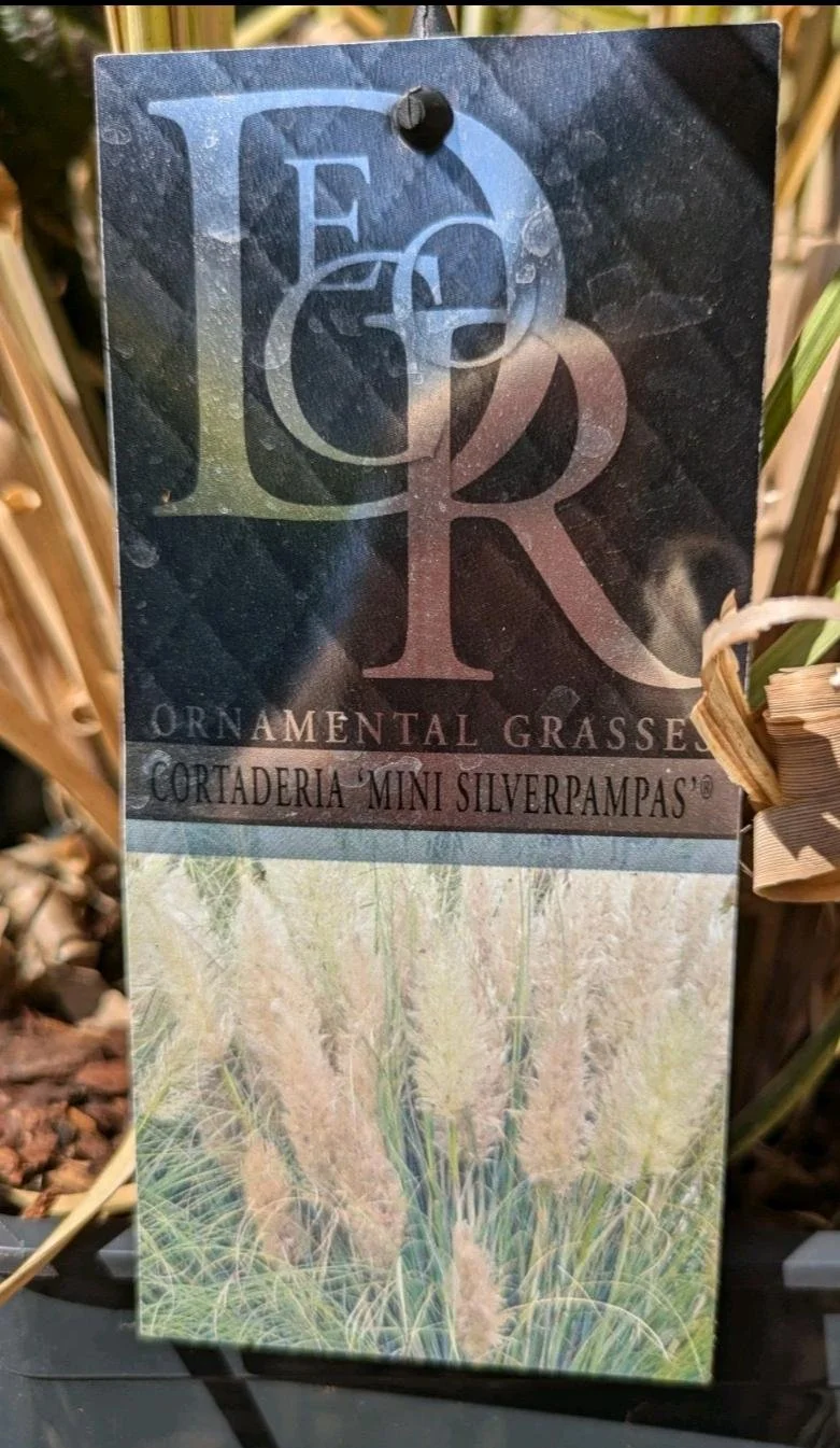XL_Pampas_Grass_in_5L_Pot-6.jpg