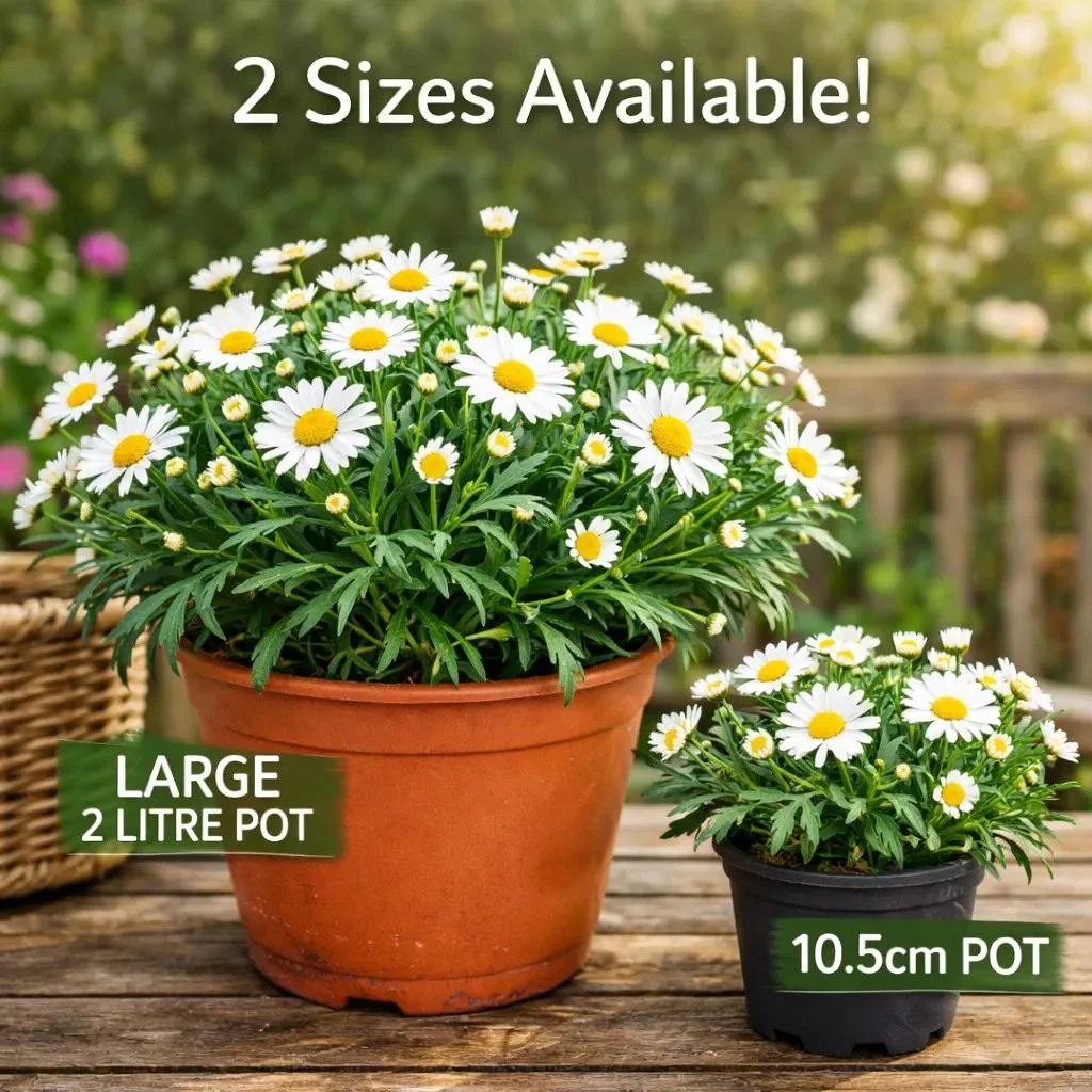 White_Marguerite_Daisy_Plant.jpg