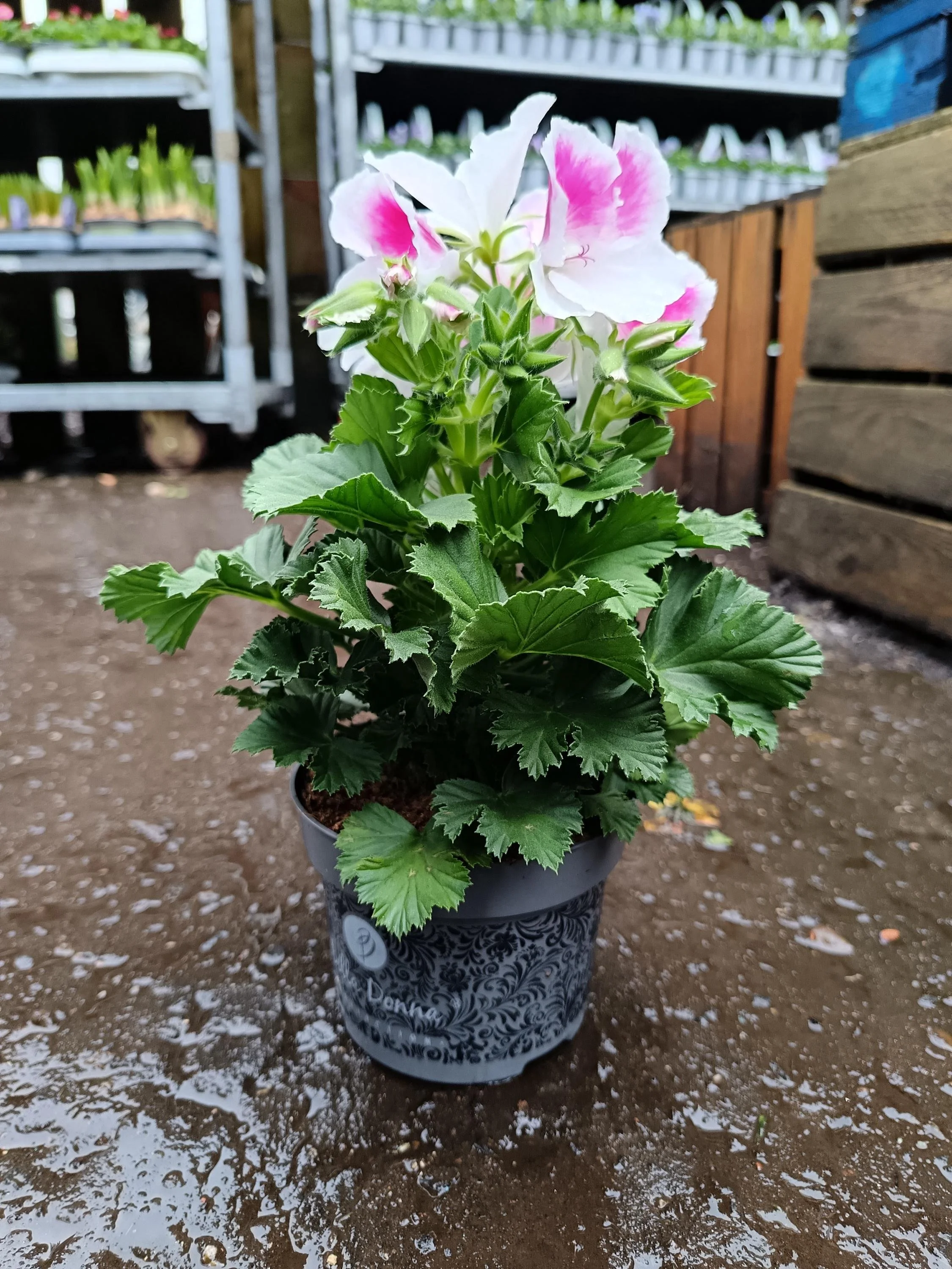 Pelargonium_Plant-8.jpg