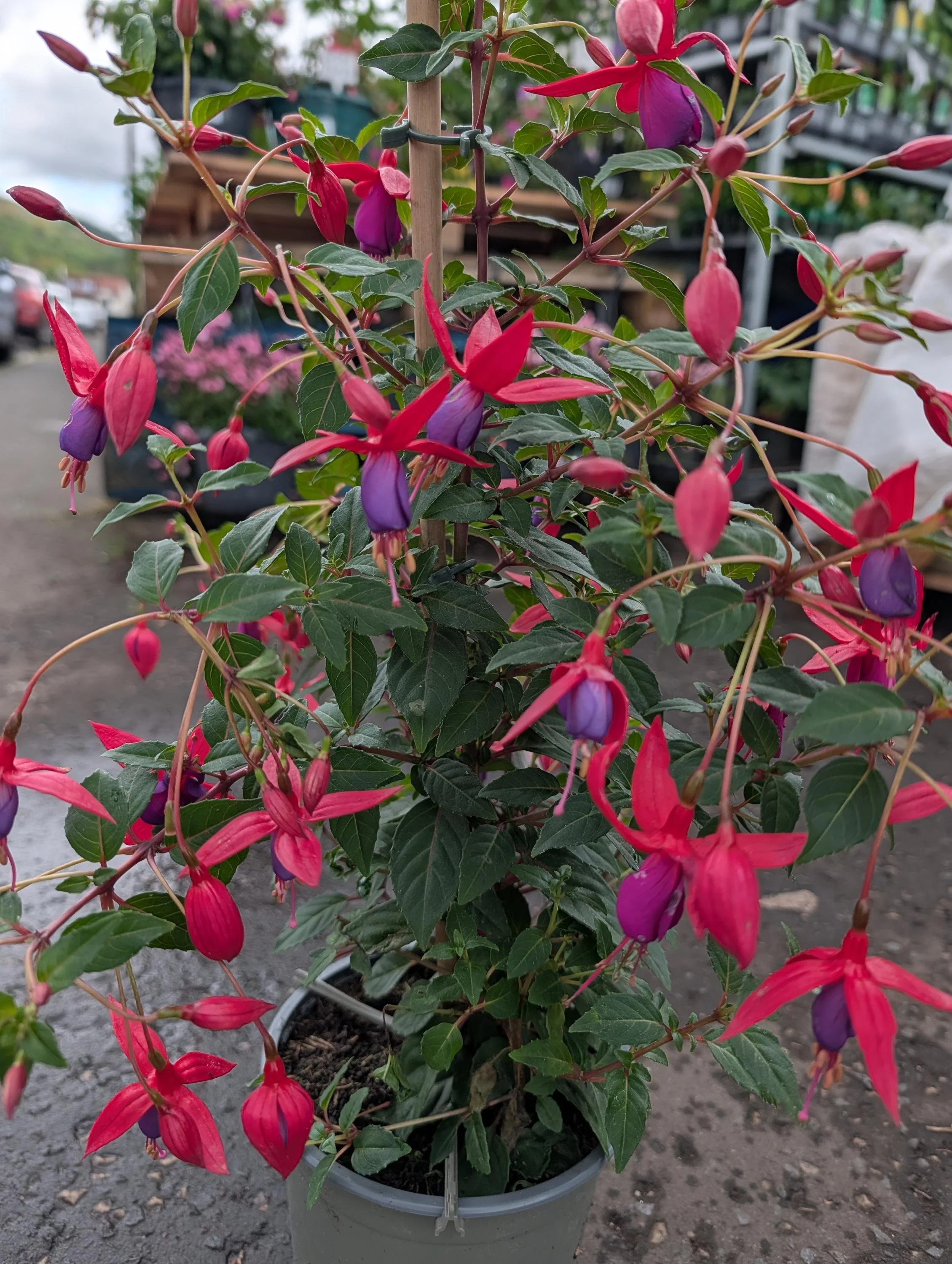 Purple_Fuchsia_Plant-3.jpg