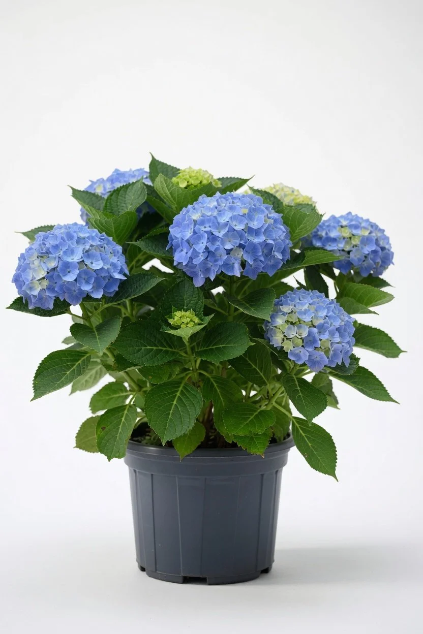 Hydrangea_Shrub-Blue-Front.jpg