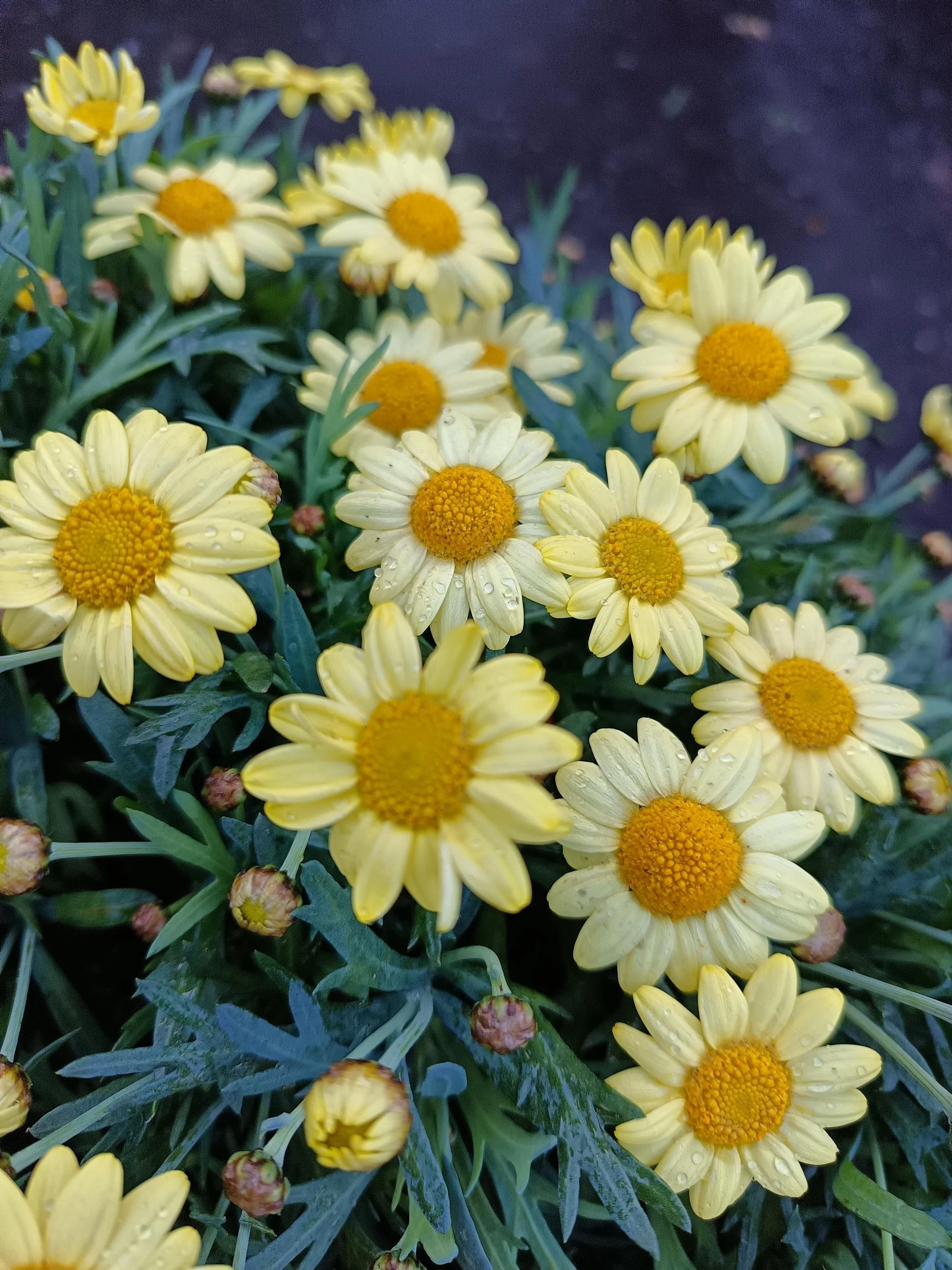 Yellow_Marguerite_Daisy_Plant-4.jpg