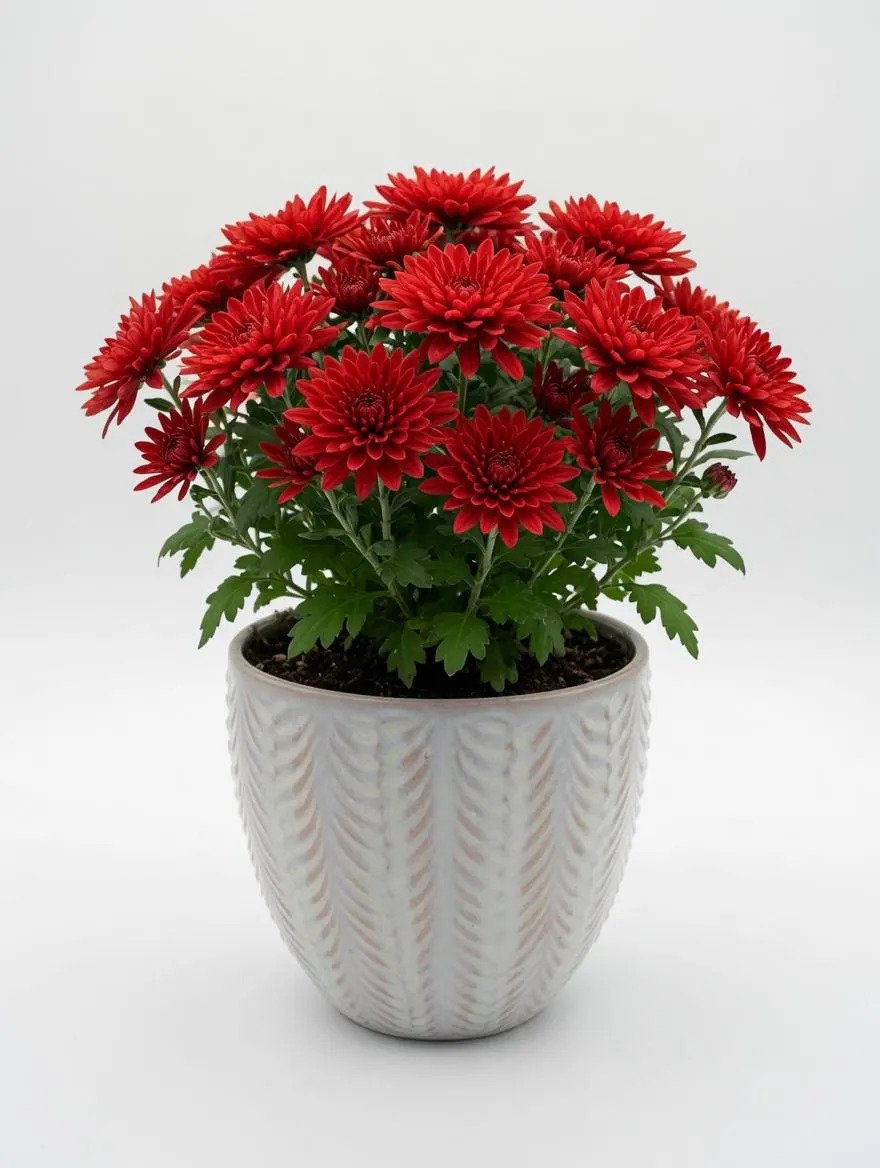 White_Glazed_Ceramic_Plant_Pot-3.jpg