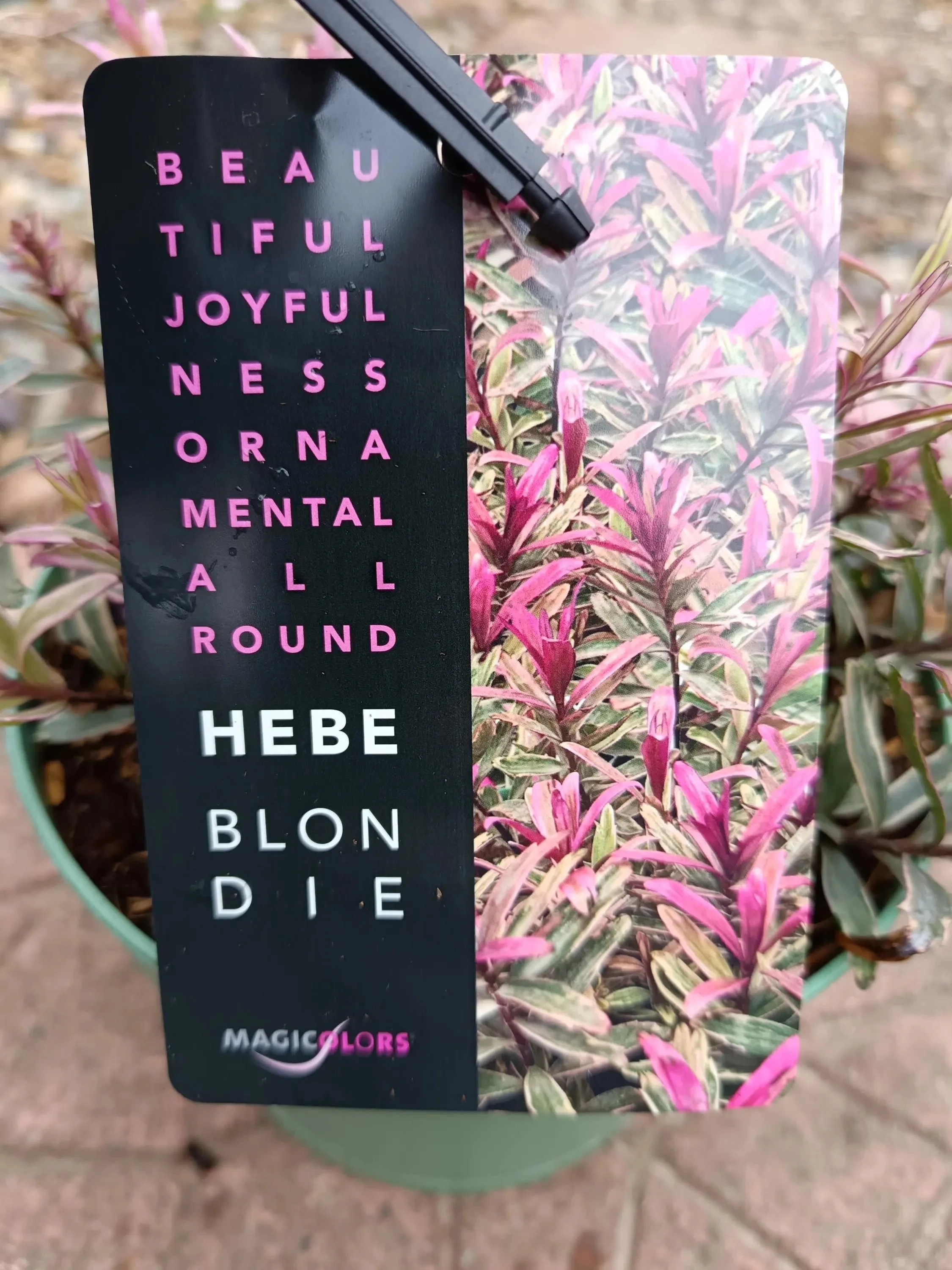 Hebe_Plant-1.jpg