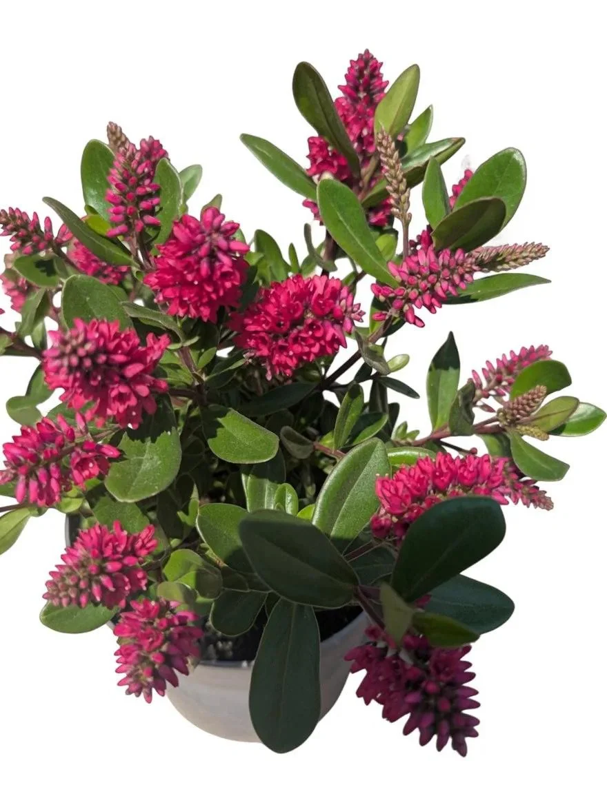Hebe_Evergreen_Shrub_Plant-2L-6.jpg