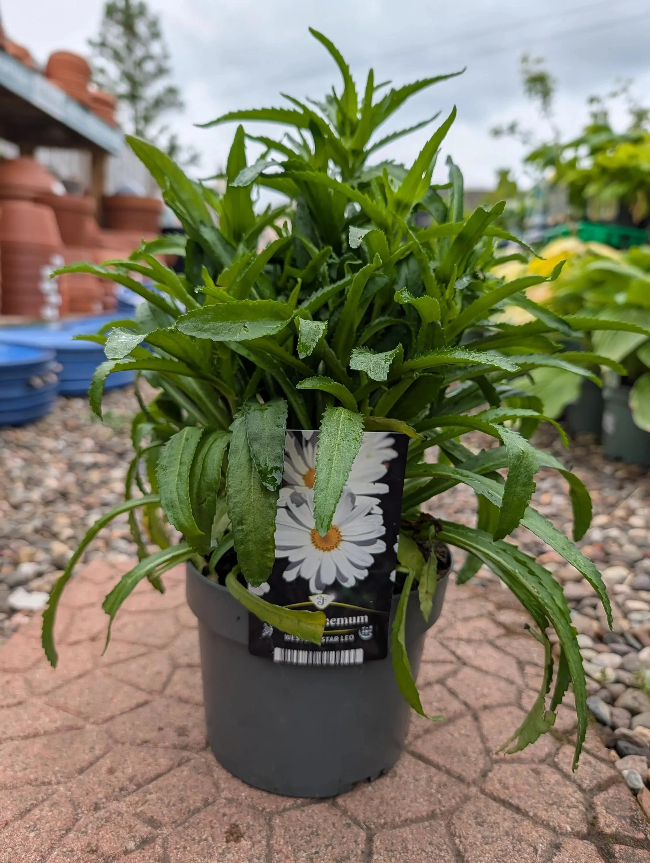 White_Shasta_Daisy_Plant-1.jpg