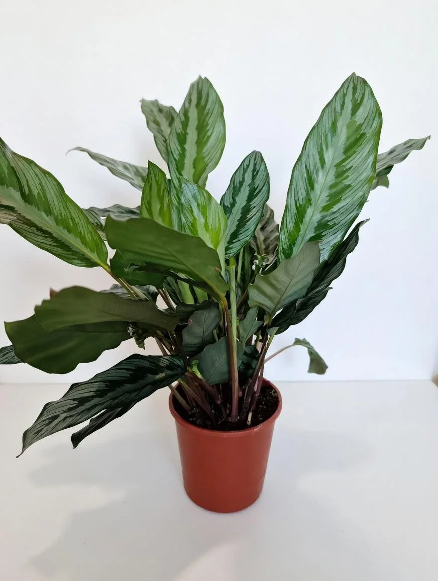 Calathea_Vittata-3.jpg