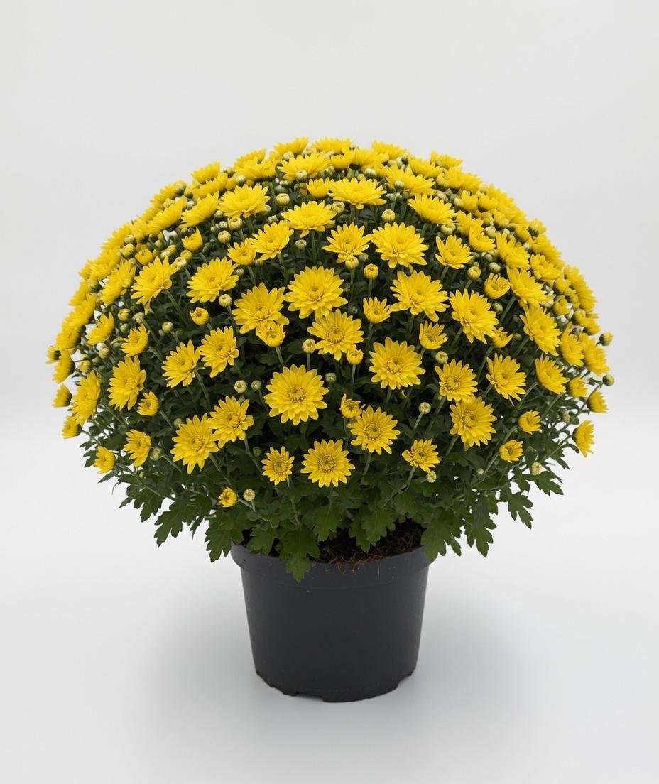 Chrysanthemum_Plant_3L-2.jpg