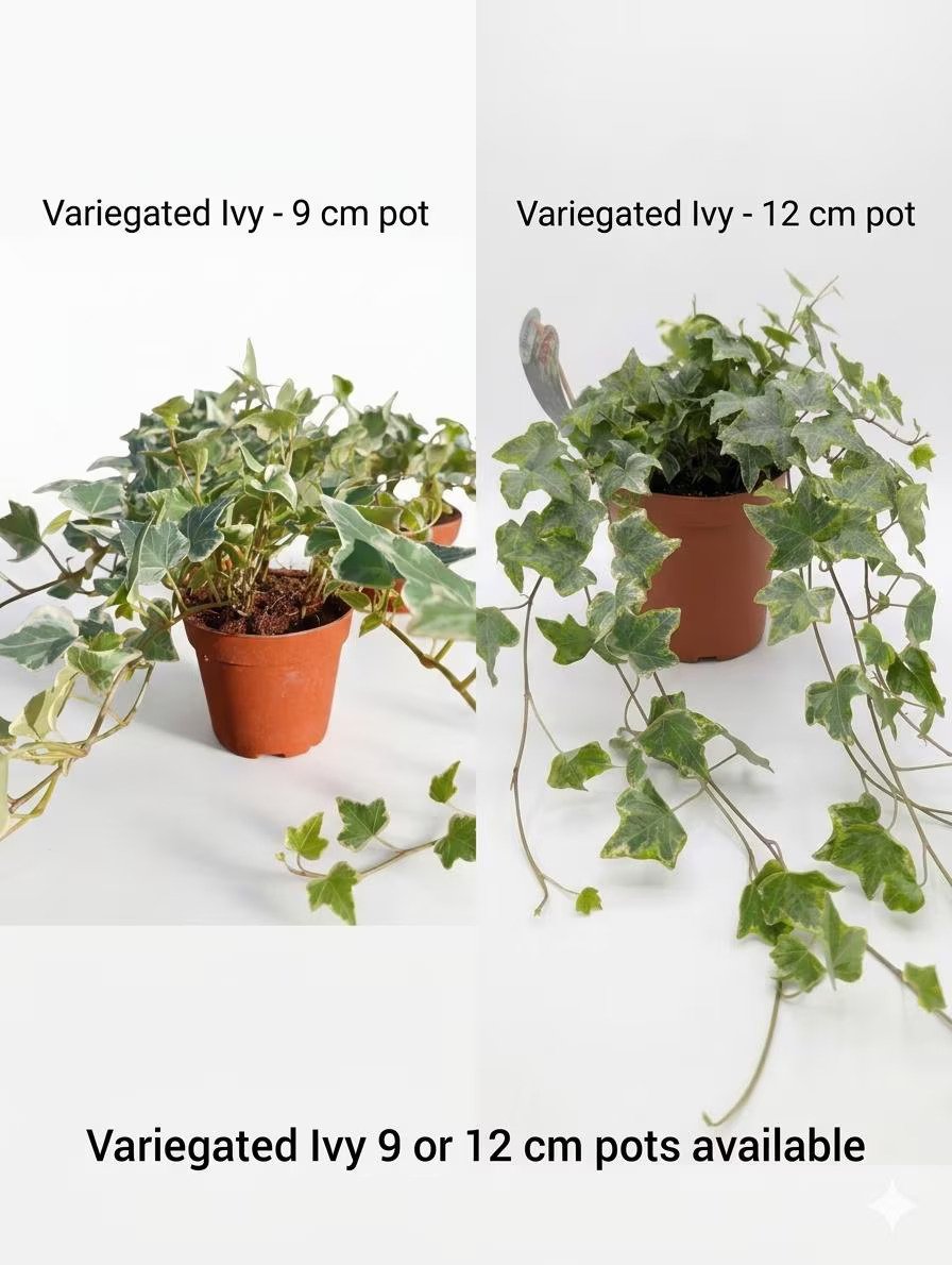 Variegated_Ivy.jpg
