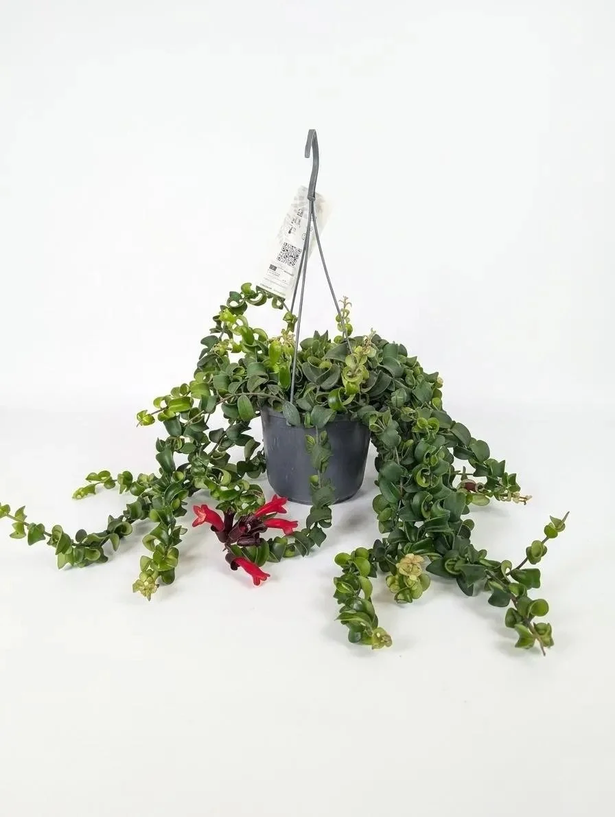 Aeschynanthus_Lipstick_Plant-3.jpg