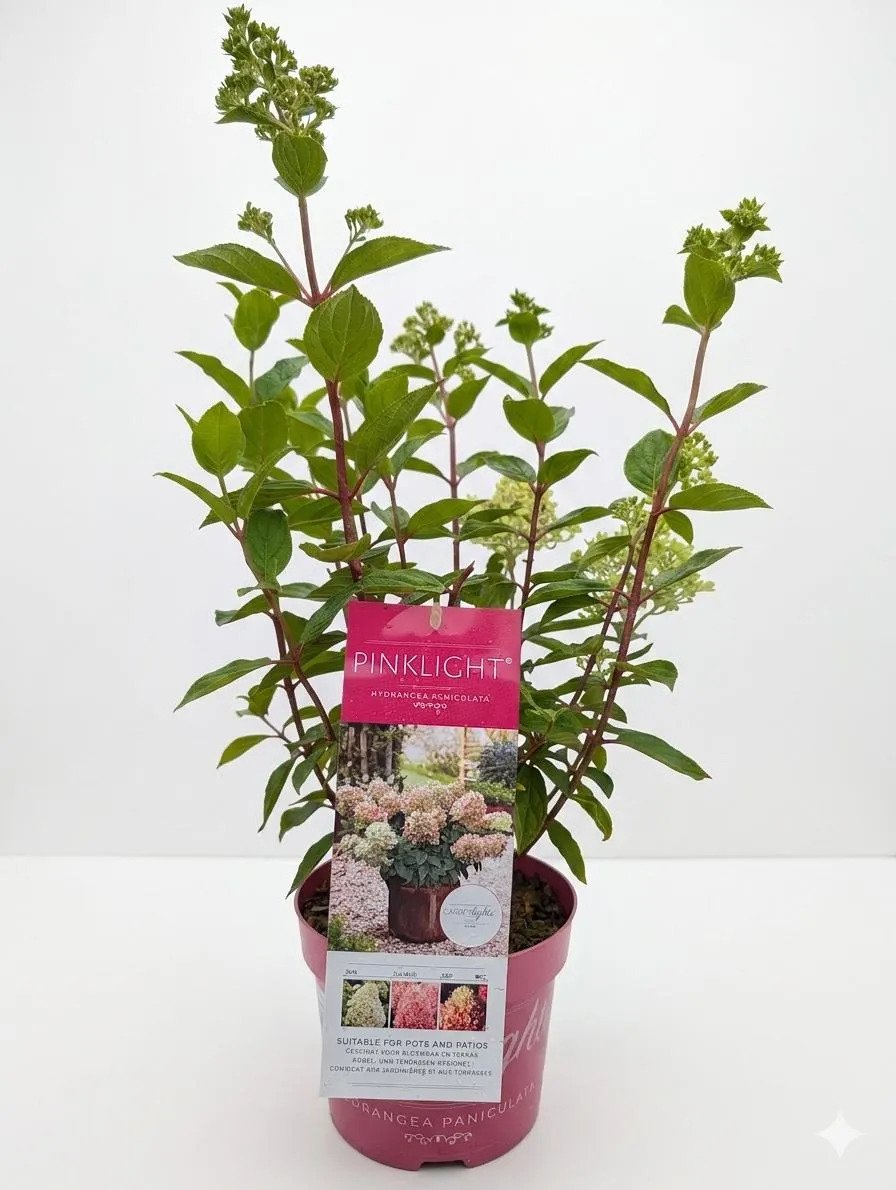 Hydrangea Paniculata-3.jpg
