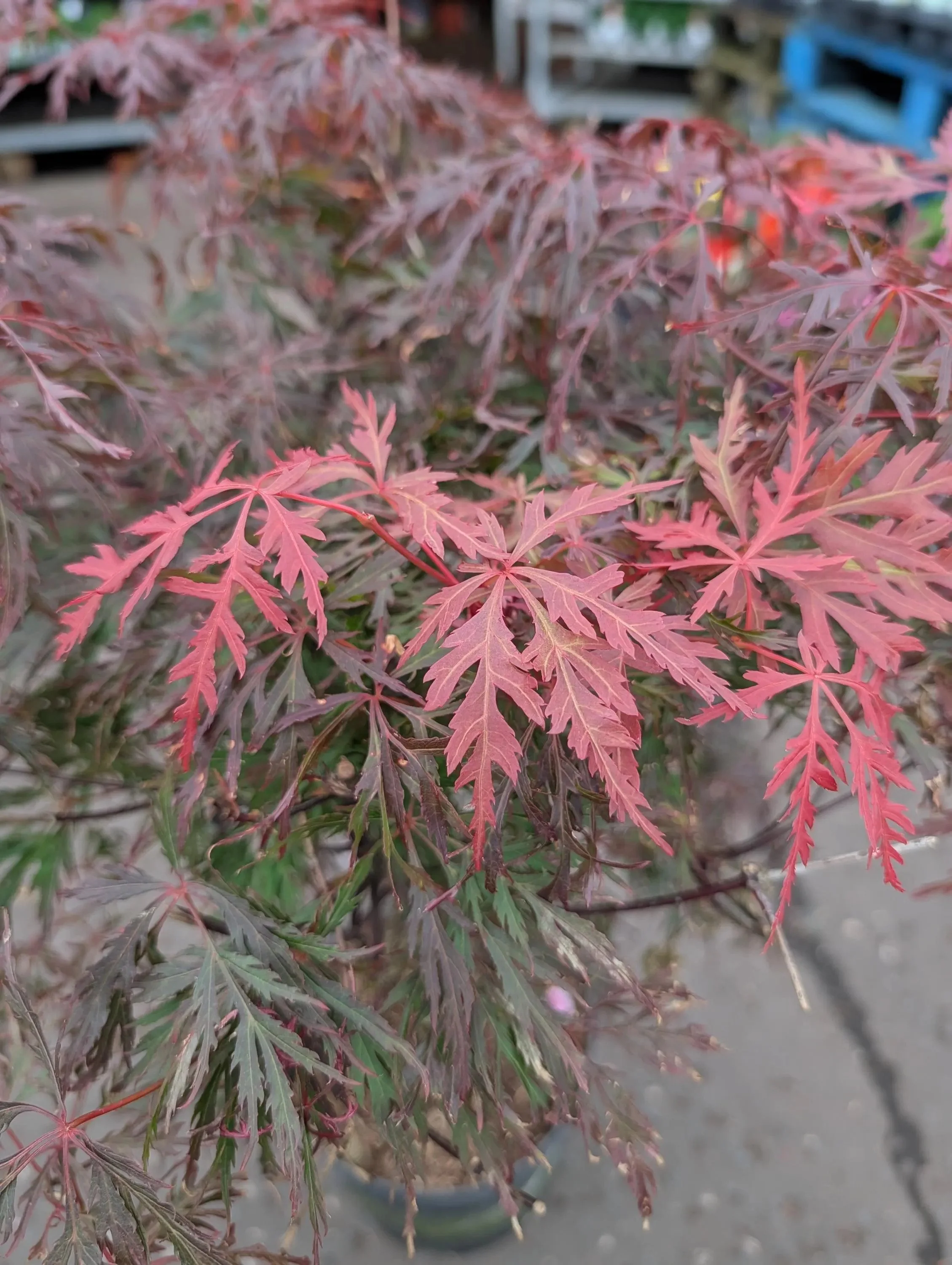 Red_Japanese_Maple-1.jpg