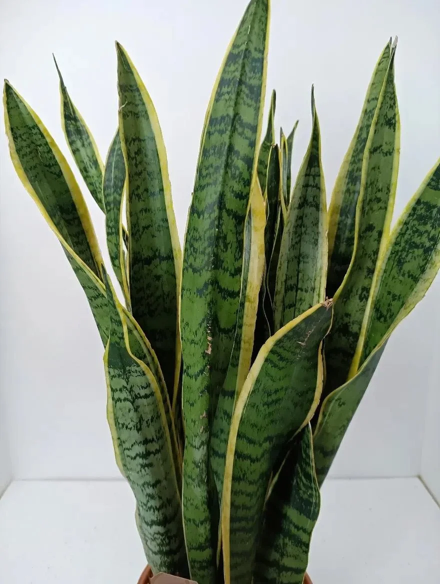 Large_Snake_Plant-5.jpg