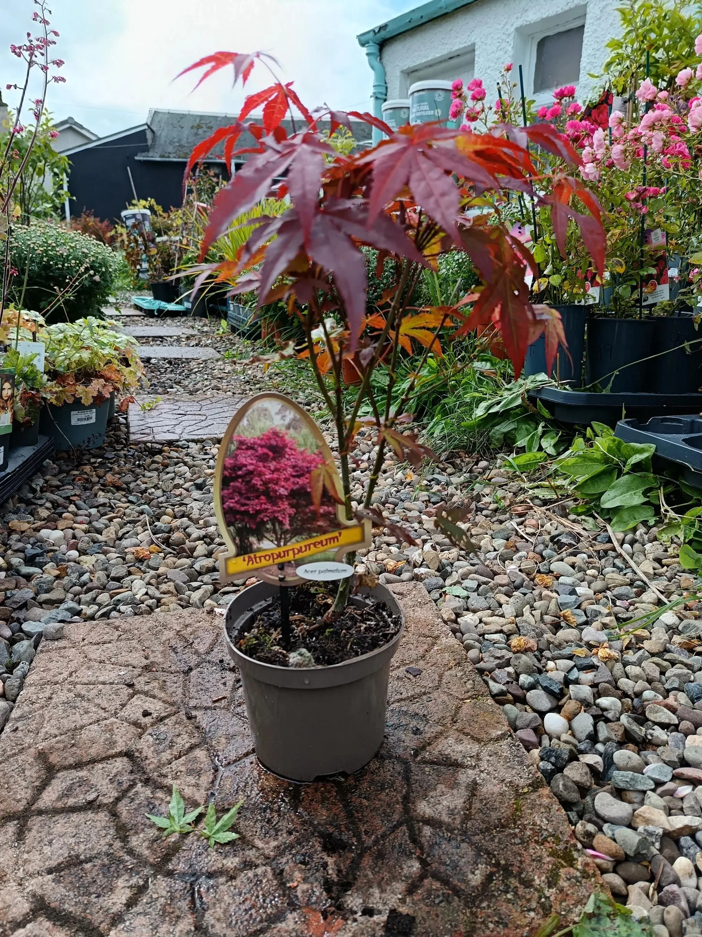 Acer Palmatum 'Artropureum' Japanese Maple | 2 Sizes