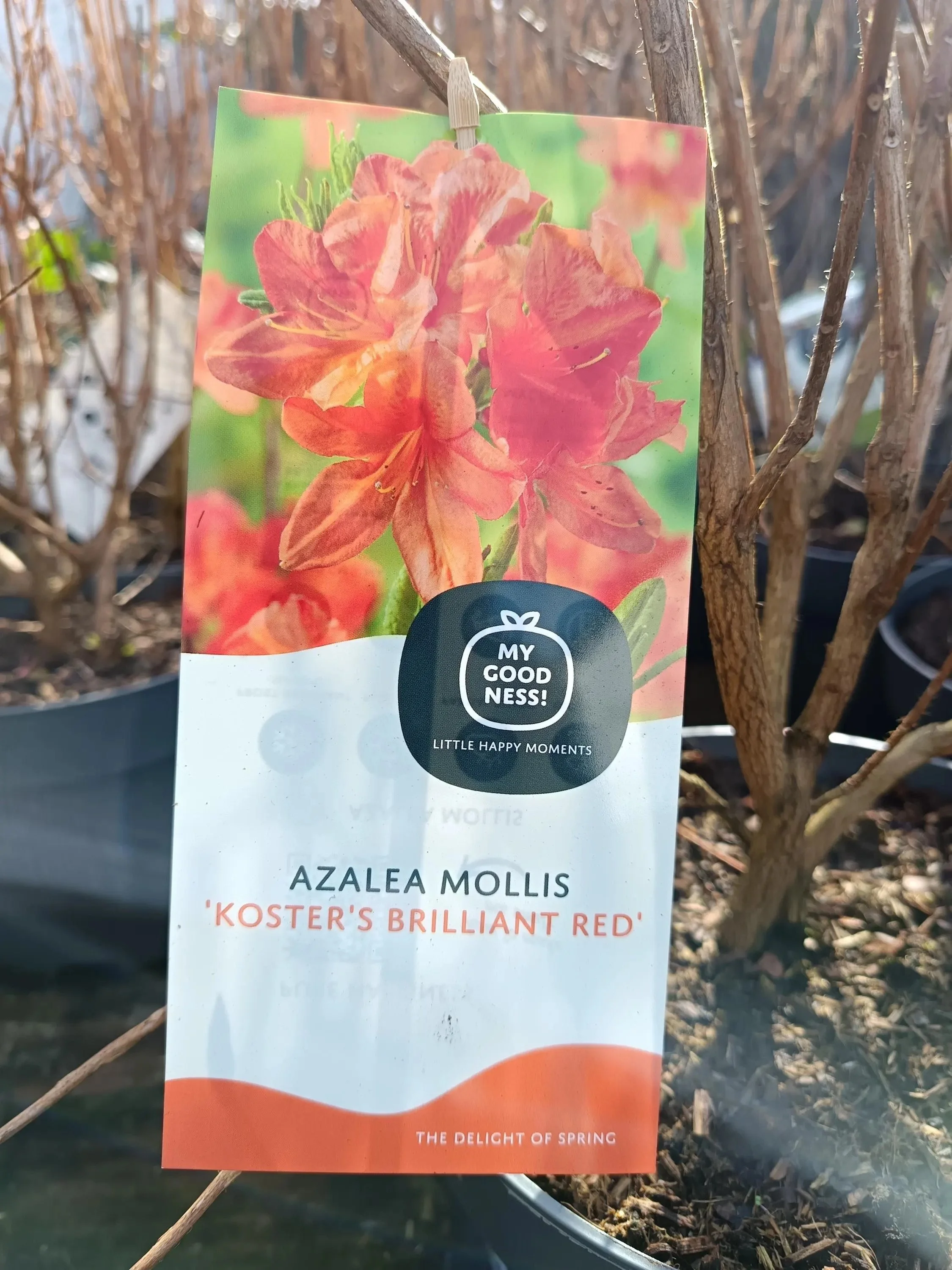 Azalea_Mollis_Deciduous-8.jpg
