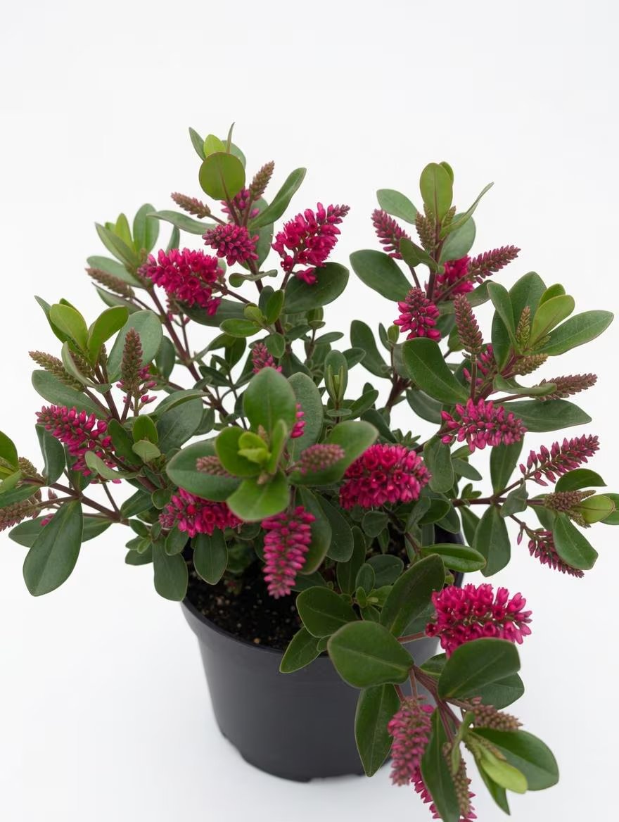 Hebe_Evergreen_Shrub_Plant-2L-5.jpg