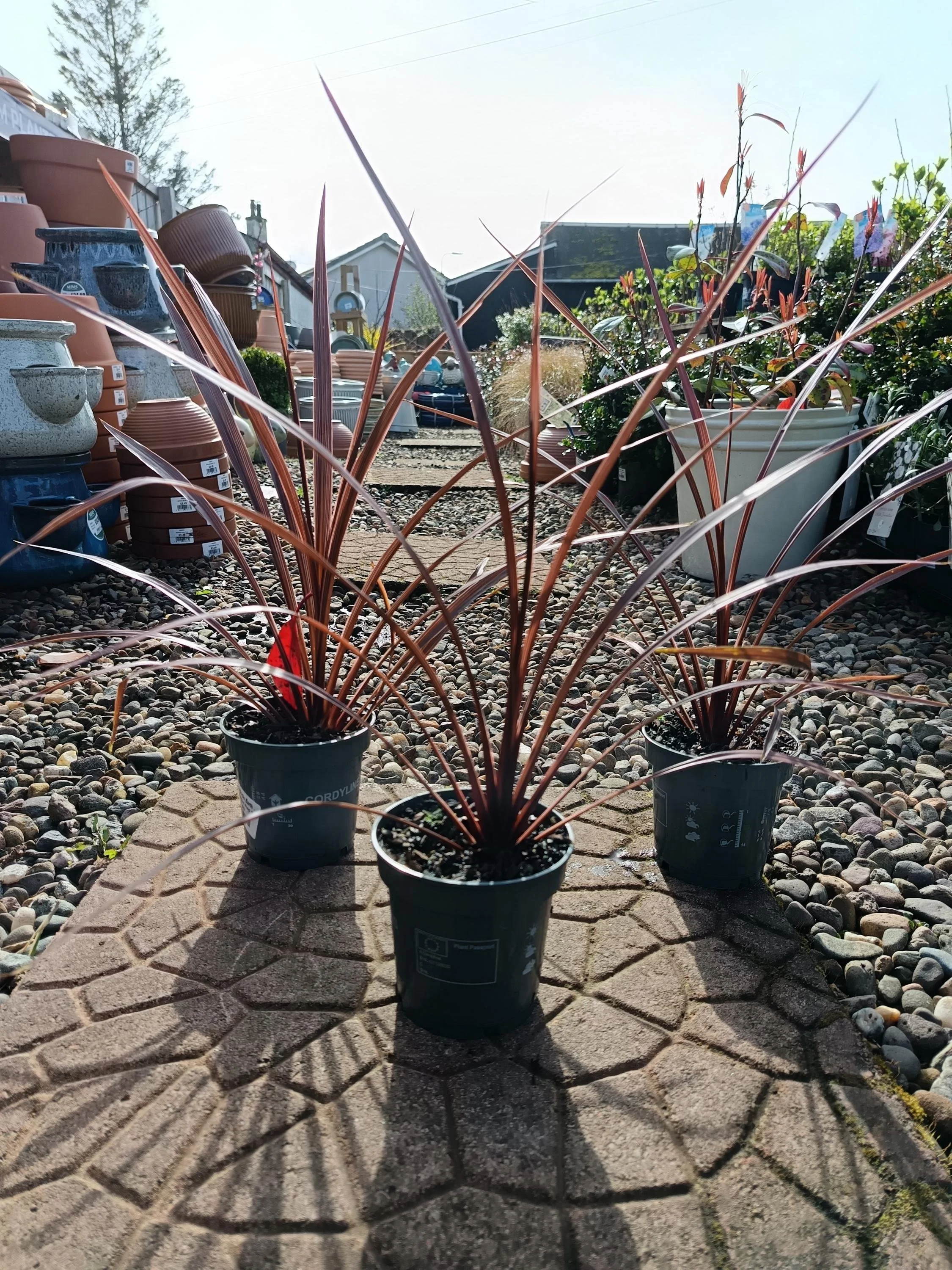 Cordyline_Australis_Red_Plant-2.jpg