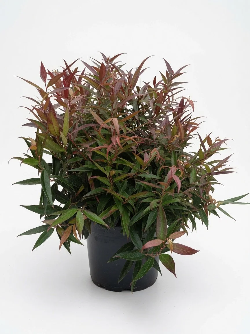 Leucothoe-BurningLove.jpg