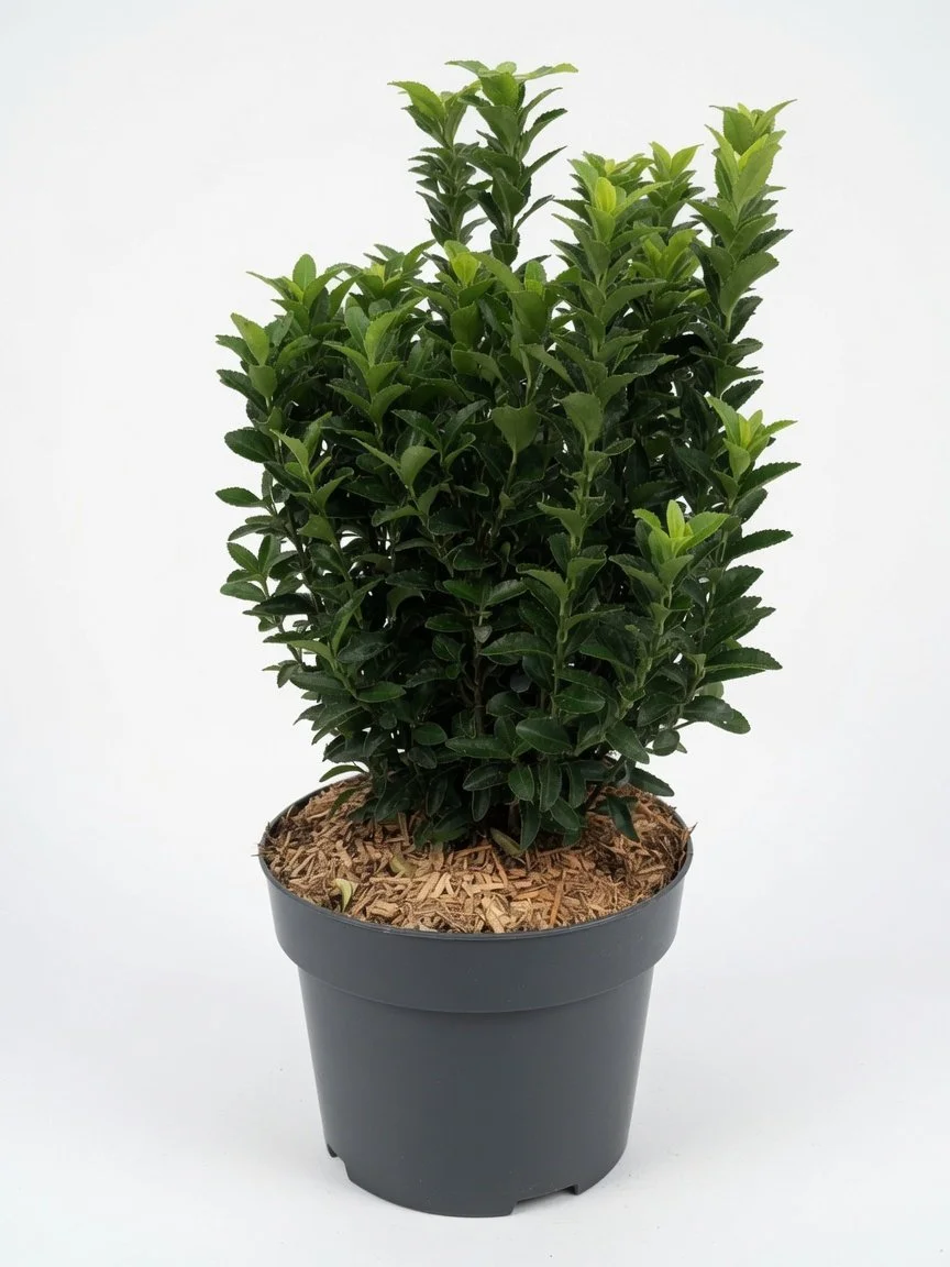 Euonymus_5L-Green-2.jpg