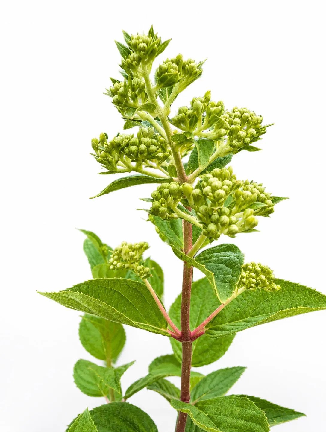 Hydrangea Paniculata-5.jpg