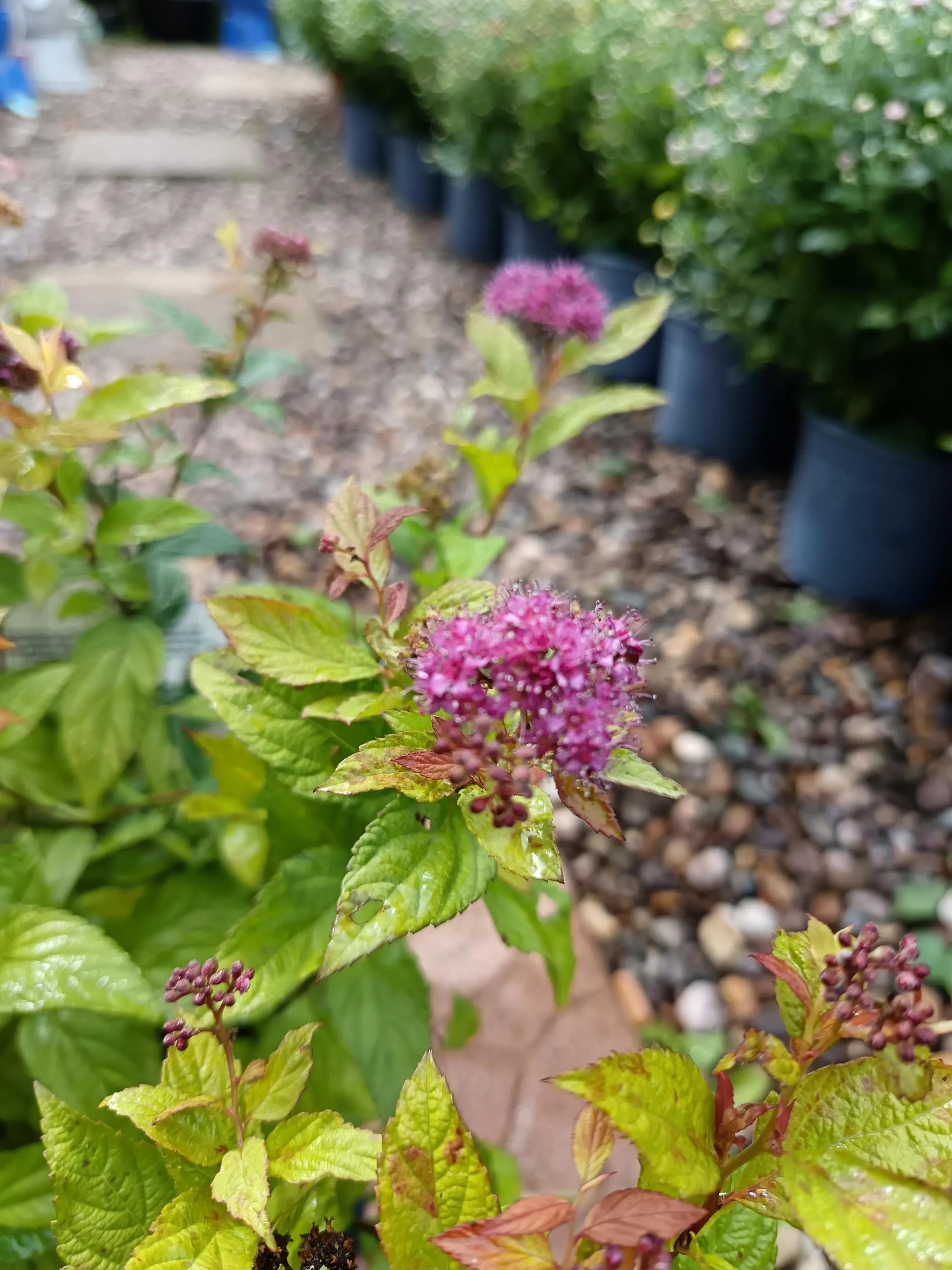Spirea_Shrub-7.jpg