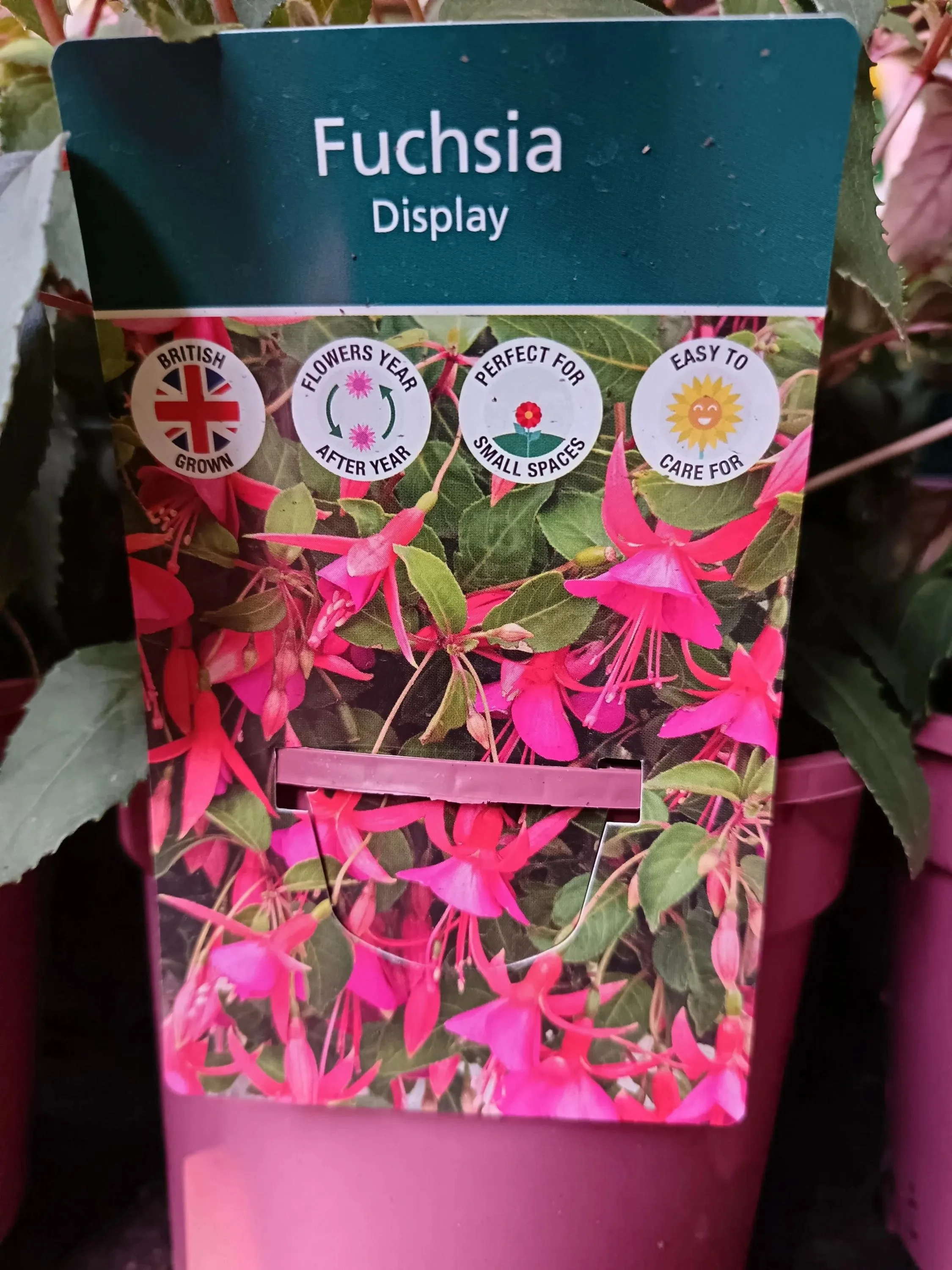 Pink_Purple_Fuchsia_Plants-2.jpg