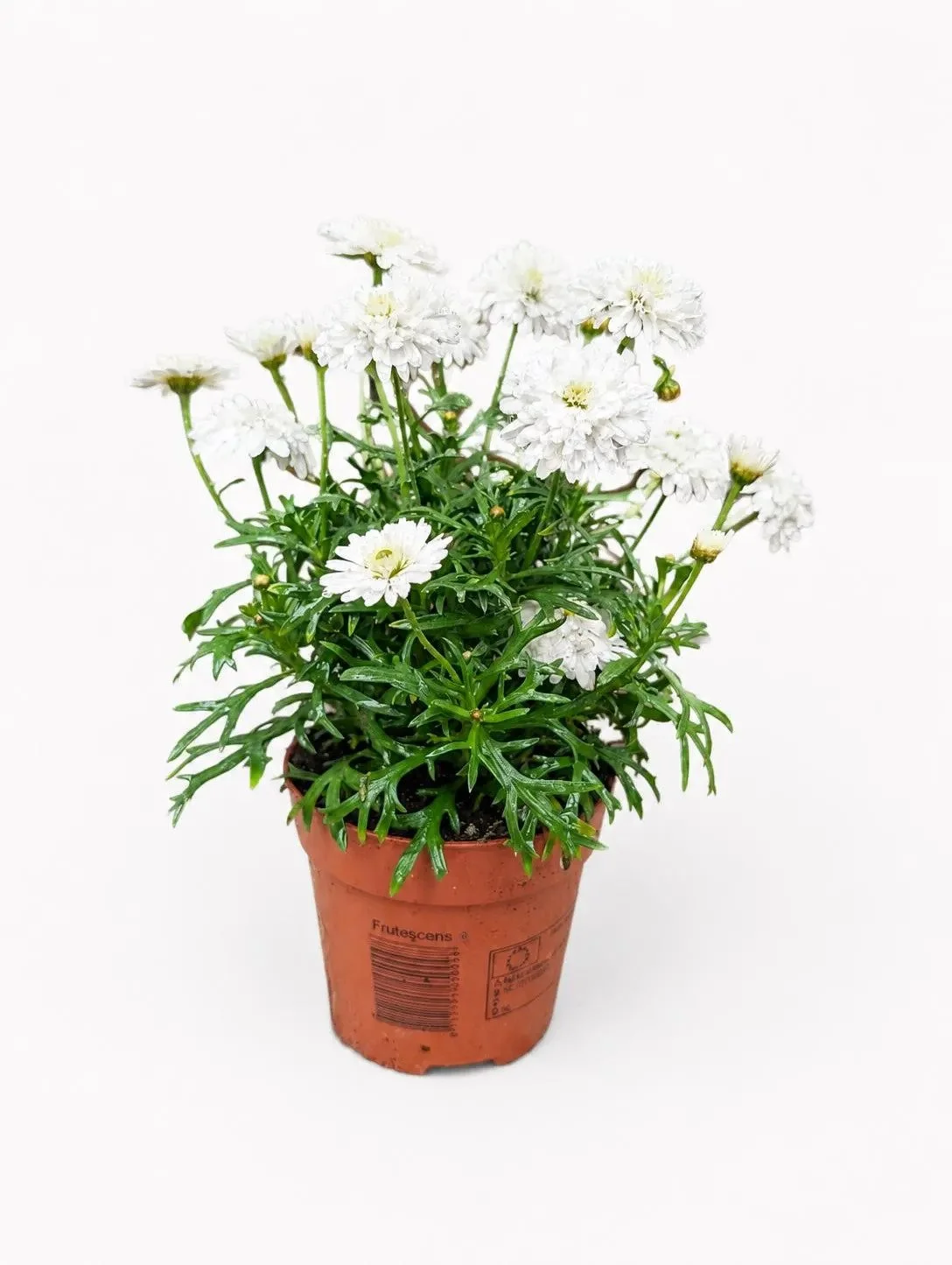 White_Chrysanthemum_Plants-5.jpg
