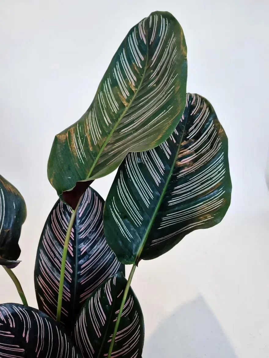 Calathea_Ornata-3.jpg