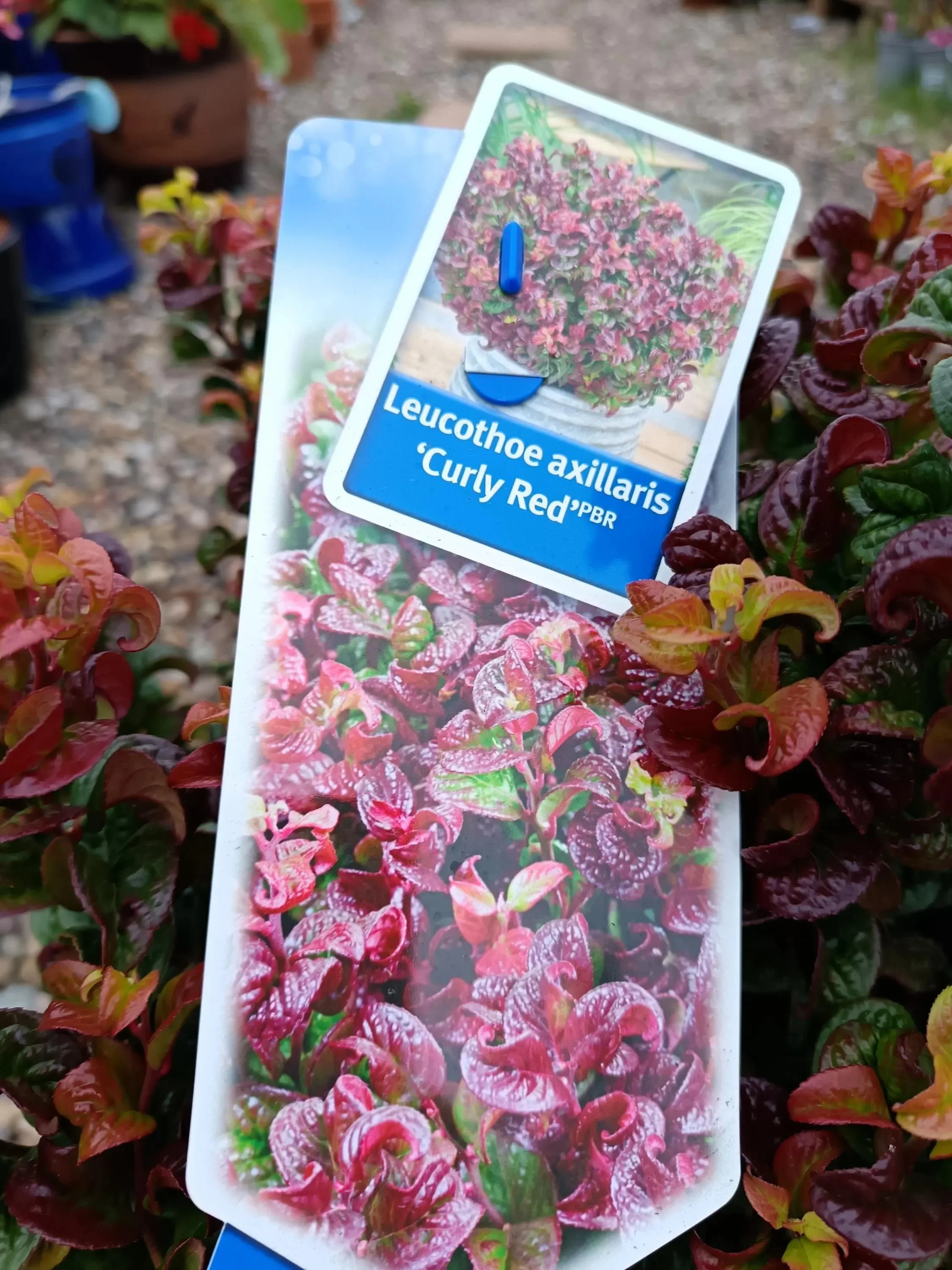 Leucothoe_Shrubs-5.jpg