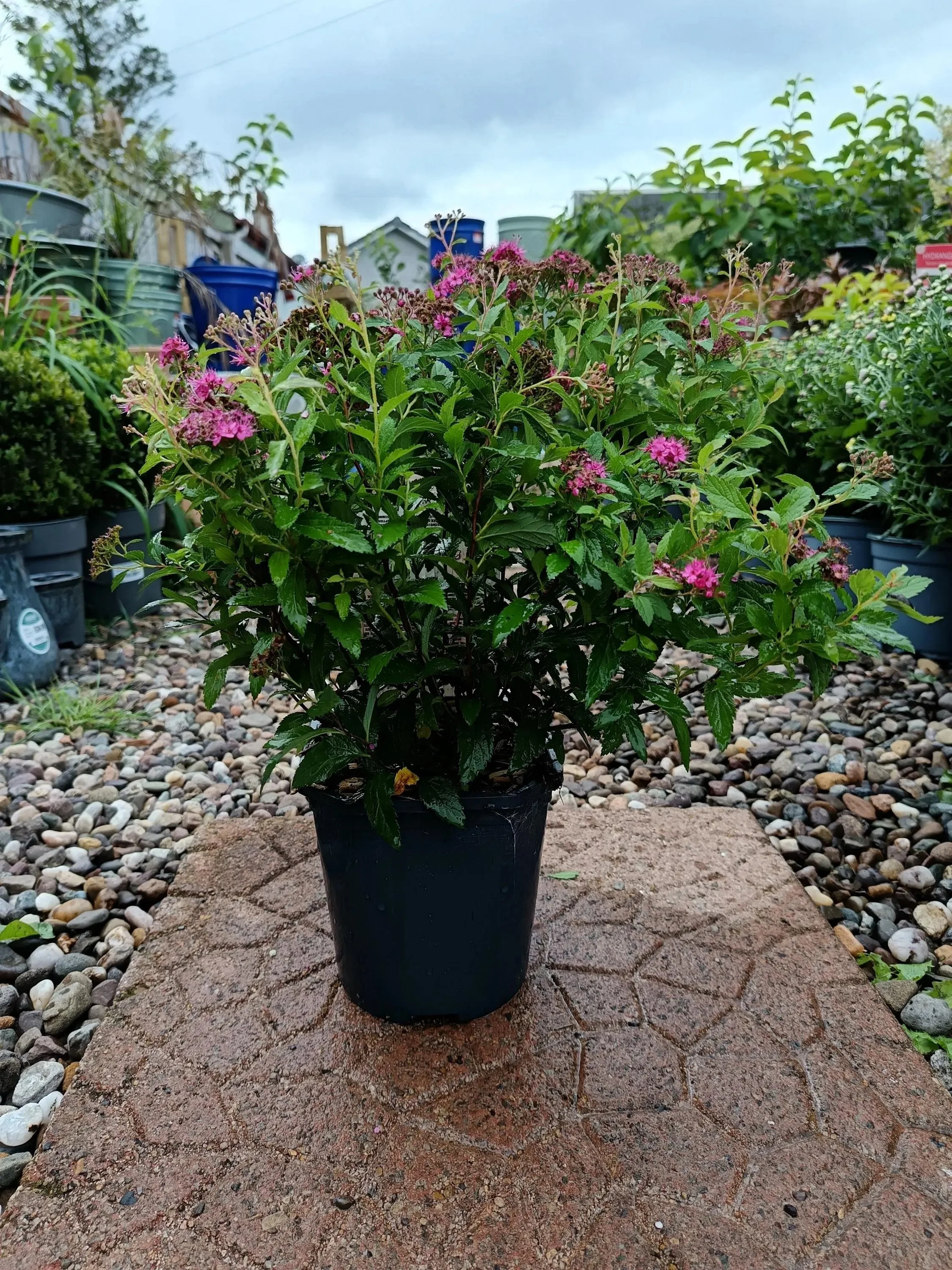 Spirea_Shrub-3.jpg