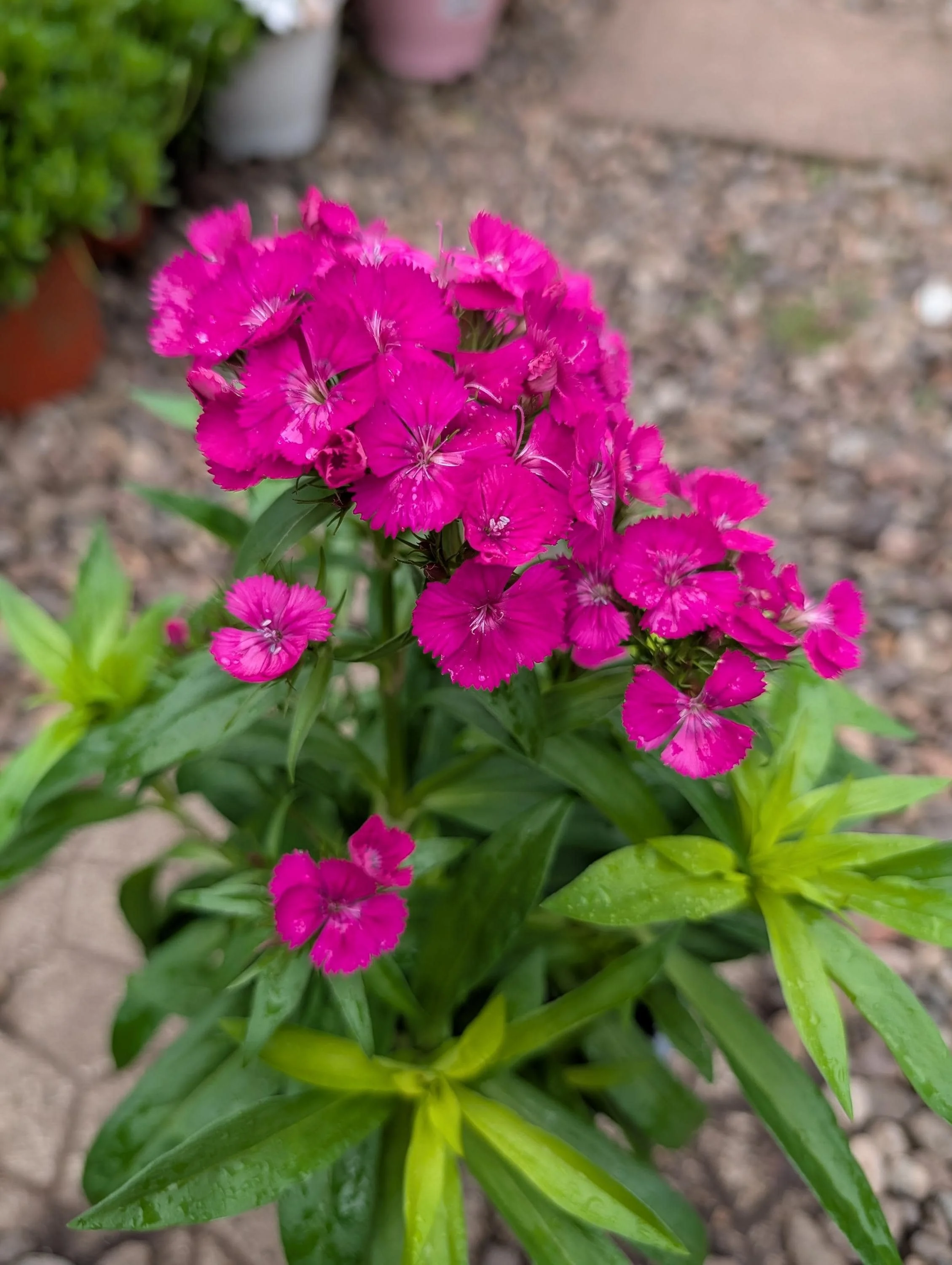 Sweet_William_Plant -9.jpg