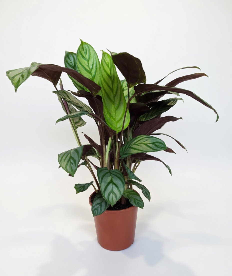 Calathea_Compact_Star-2.jpg