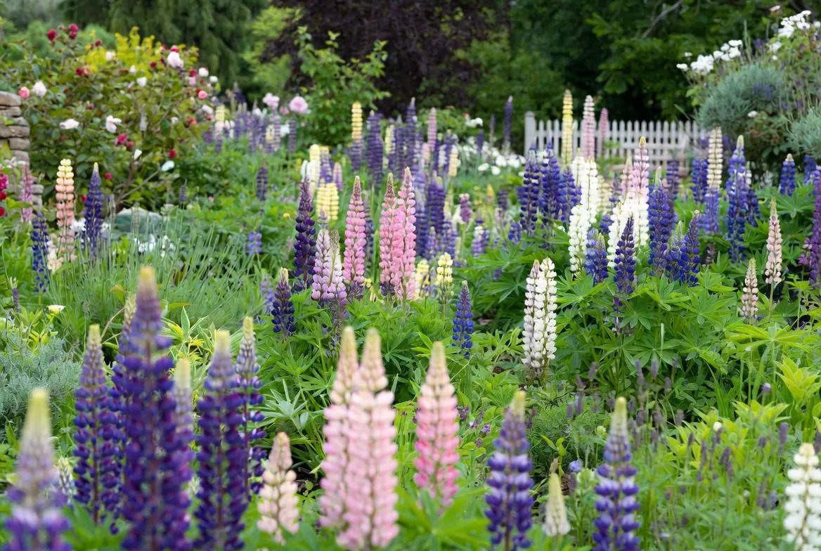 Lupin_Perennial_Plant-1.jpg