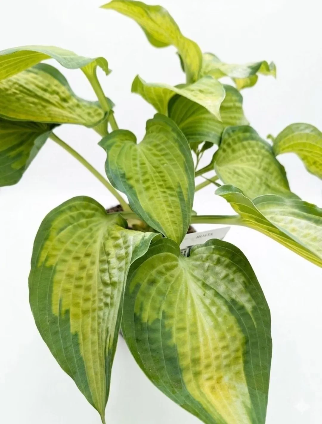 Hosta_Plant-1.jpg
