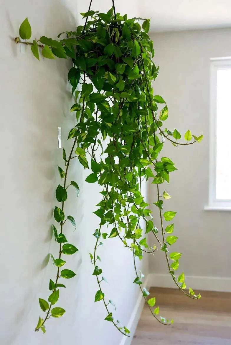 Devil’s_Ivy-4.jpg