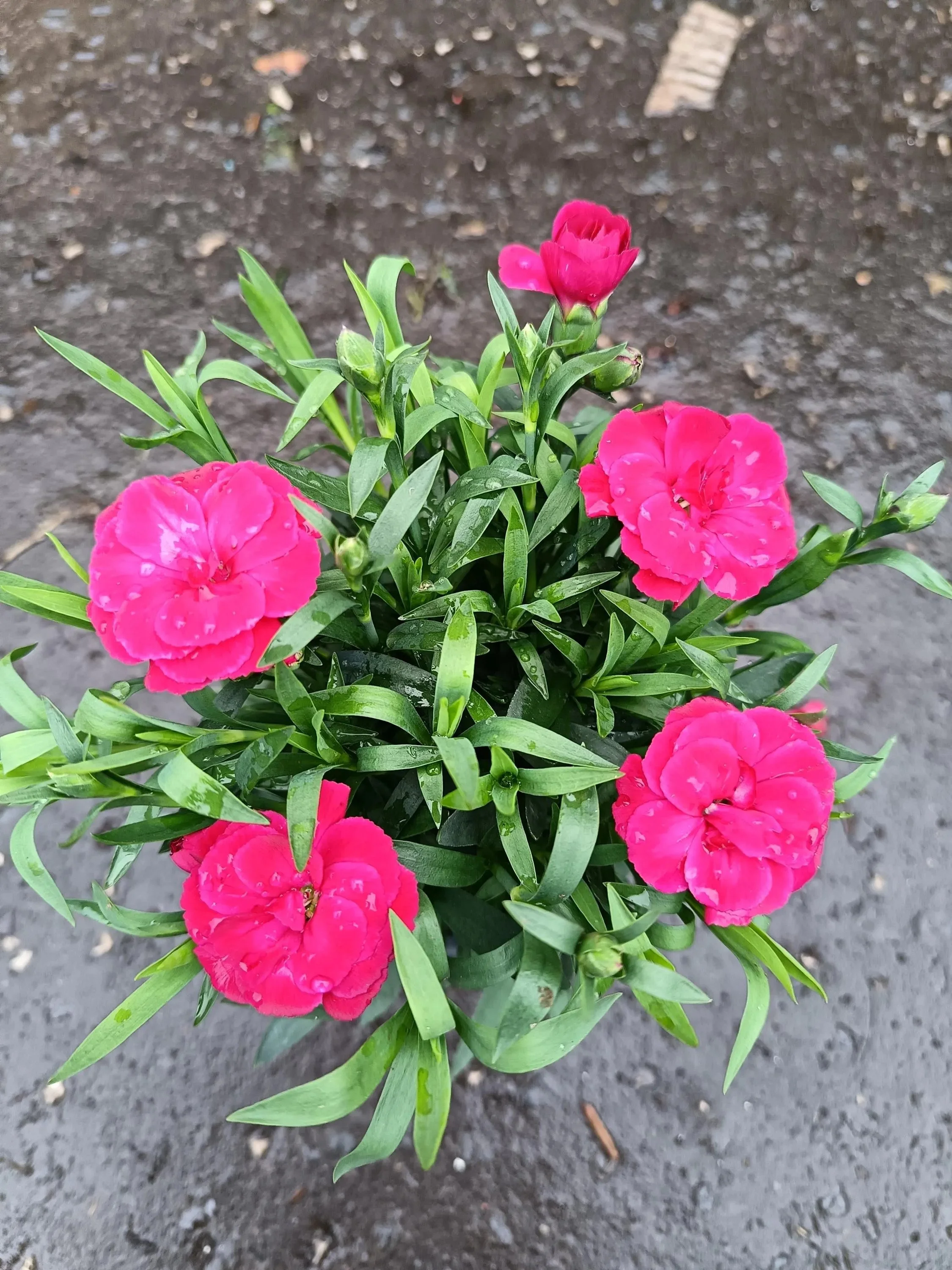Dianthus_Plants-6.jpg