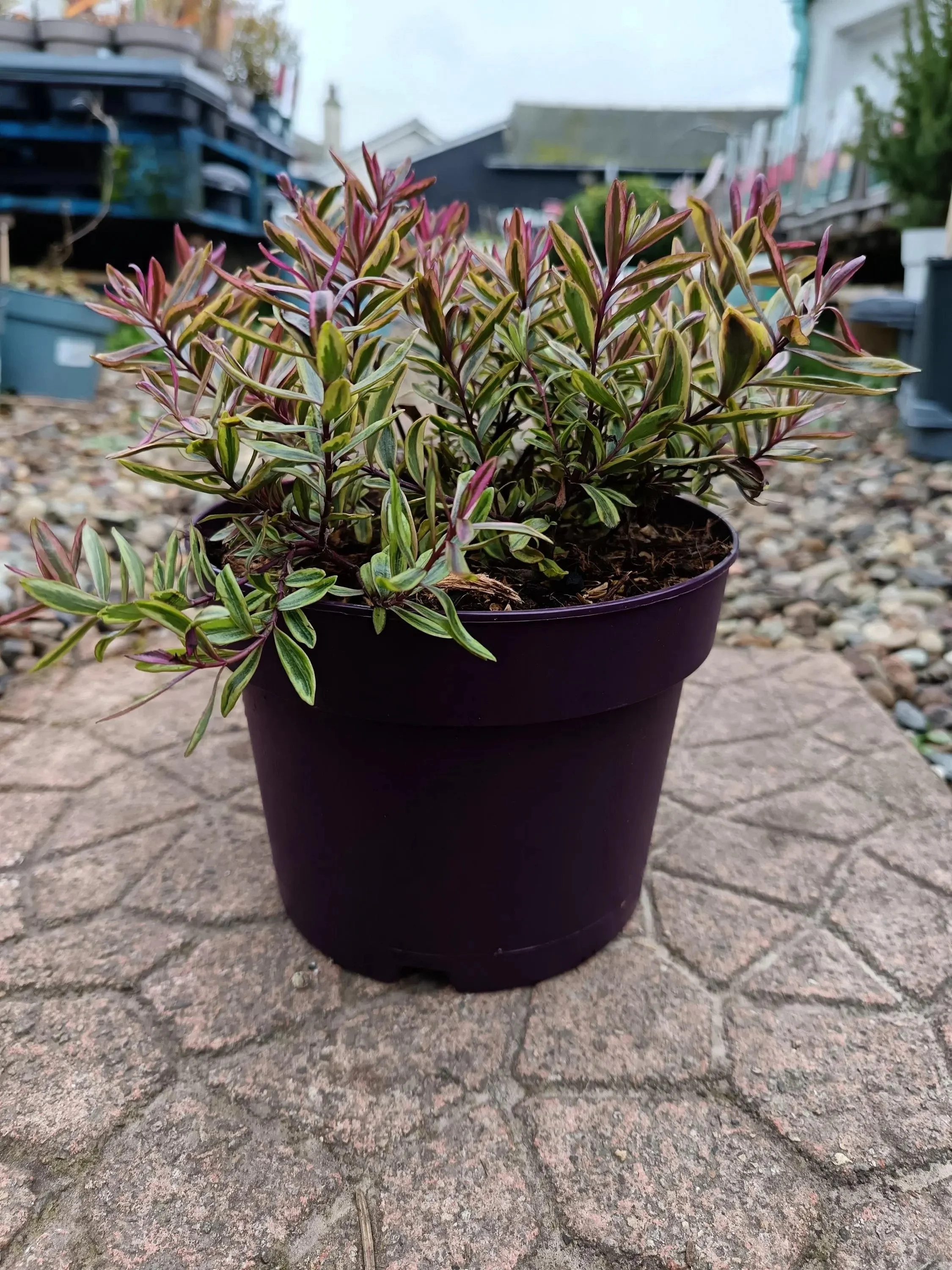 Hebe_Plant-7.jpg