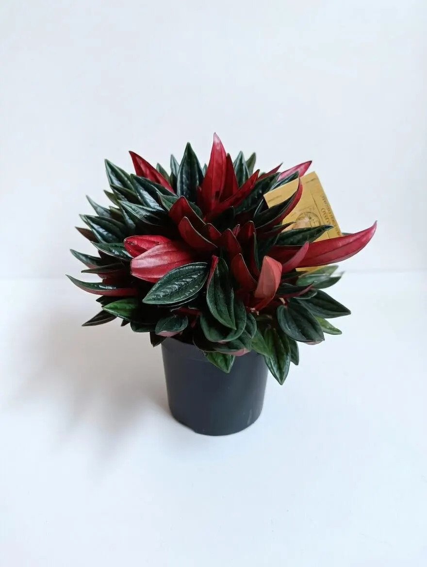 Peperomia_Caperata_Rosso-2.jpg
