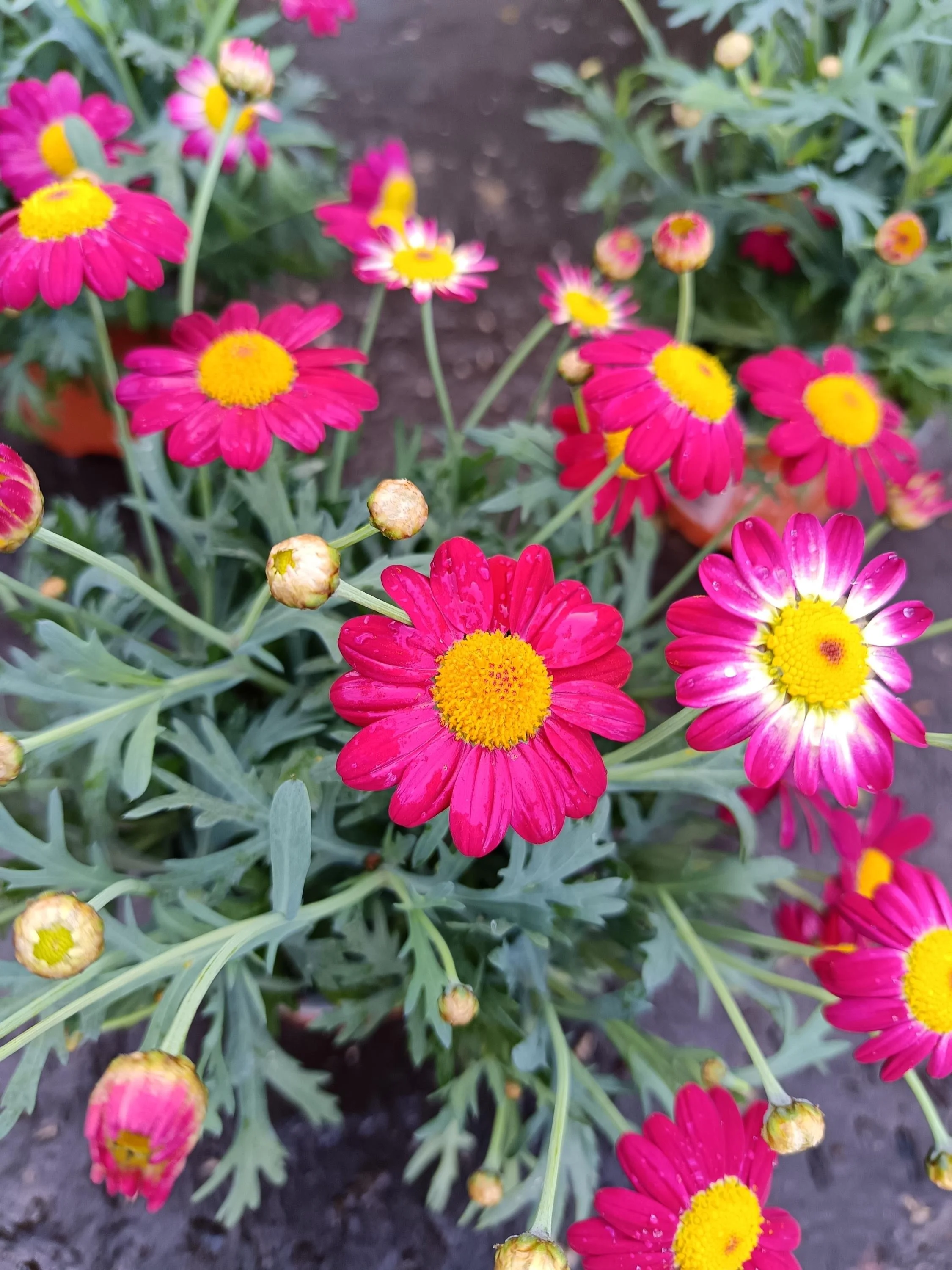 Red_Marguerite_Daisy-3.jpg