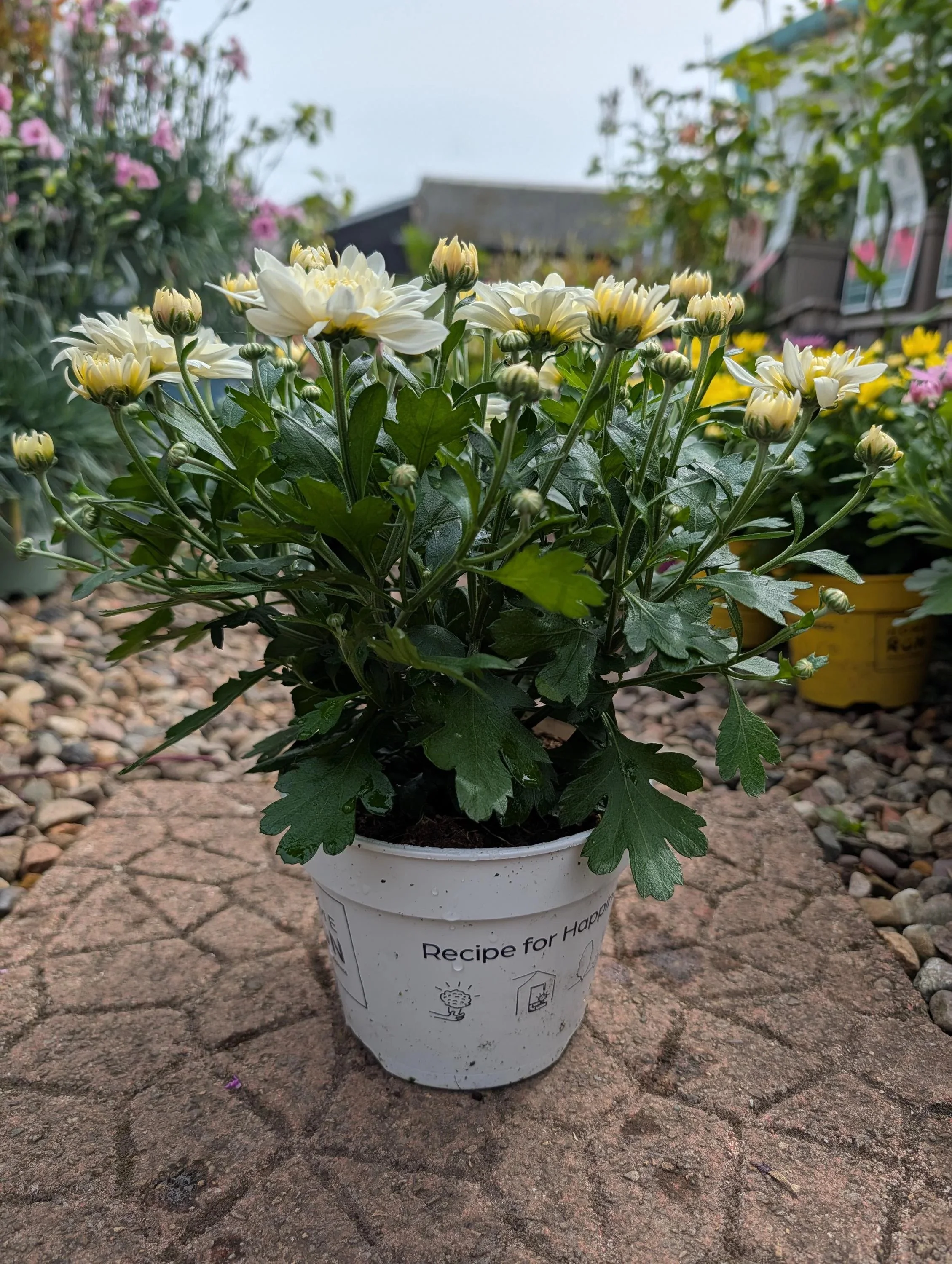 Chrysanthemum_Plant_1.5L_Pot-3.jpg