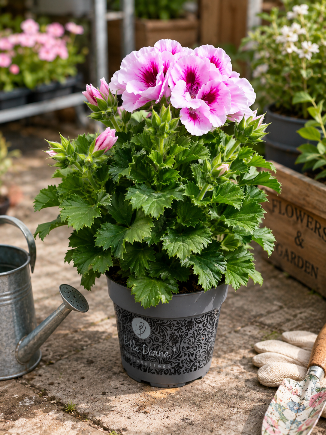 Pelargonium_Plant-Lifestyle.png