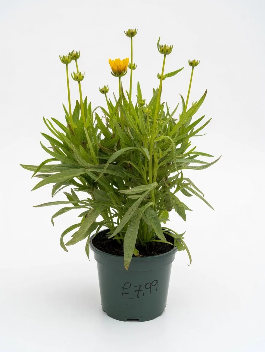 Coreopsis_Yellow_1L-Front.jpg