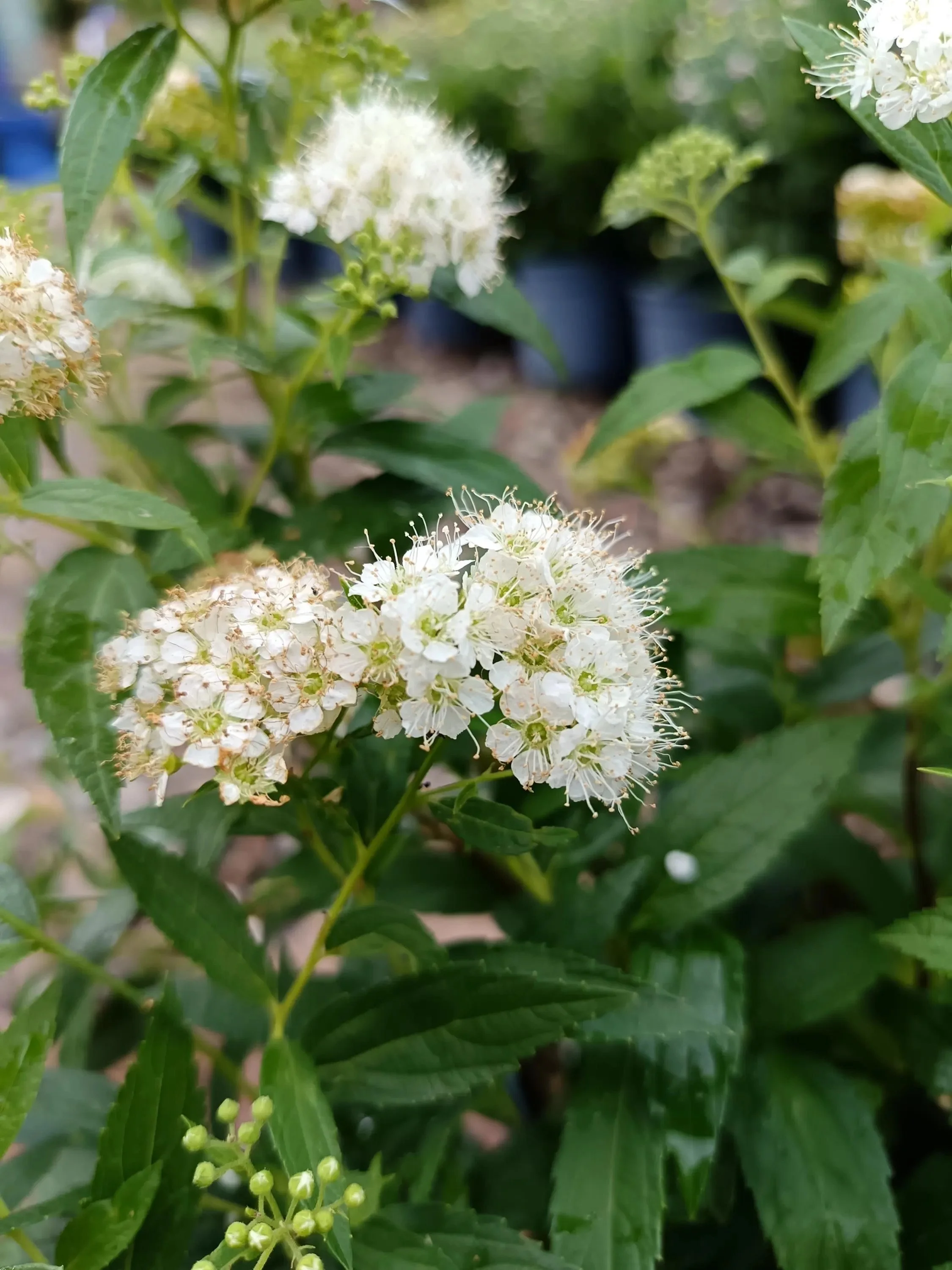 Spirea_Shrub-2.jpg