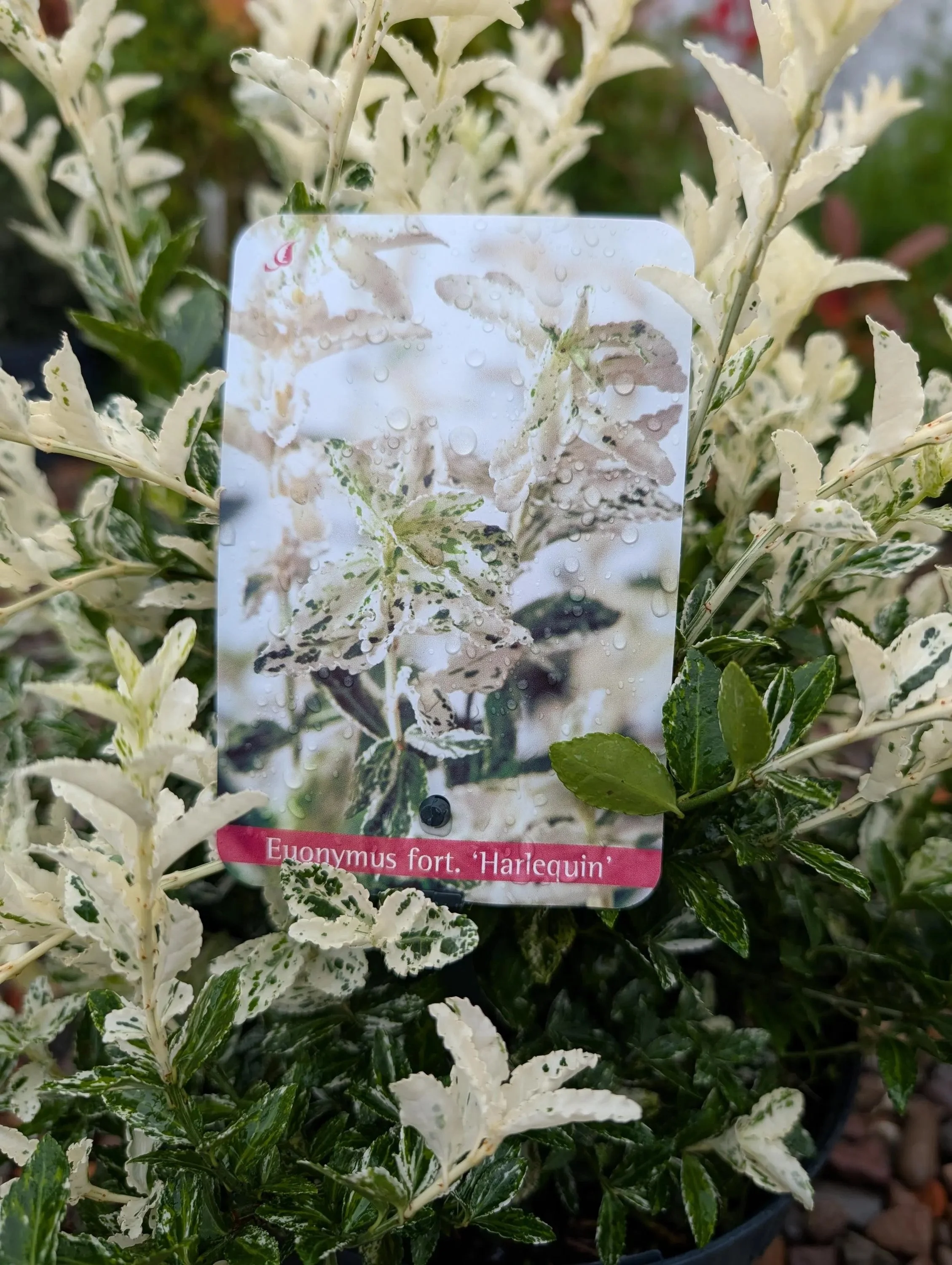 Euonymus_5L-Harlequin-1.jpg