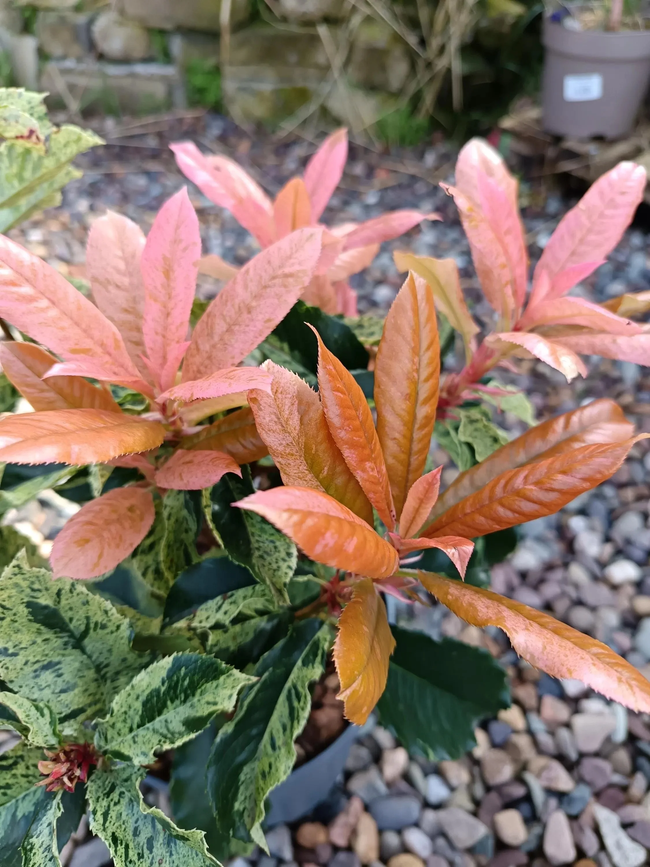 Photinia_Pink_Crispy-3.jpg