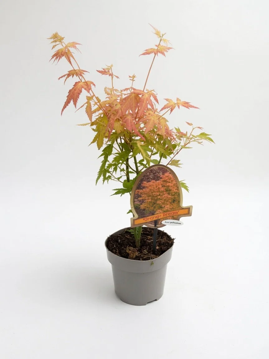 Orange_Dream-front.jpg