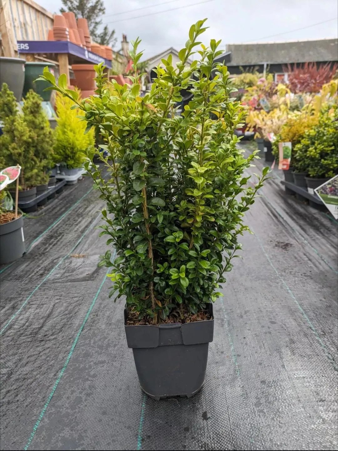 Buxus_Sempervirens-1.jpg