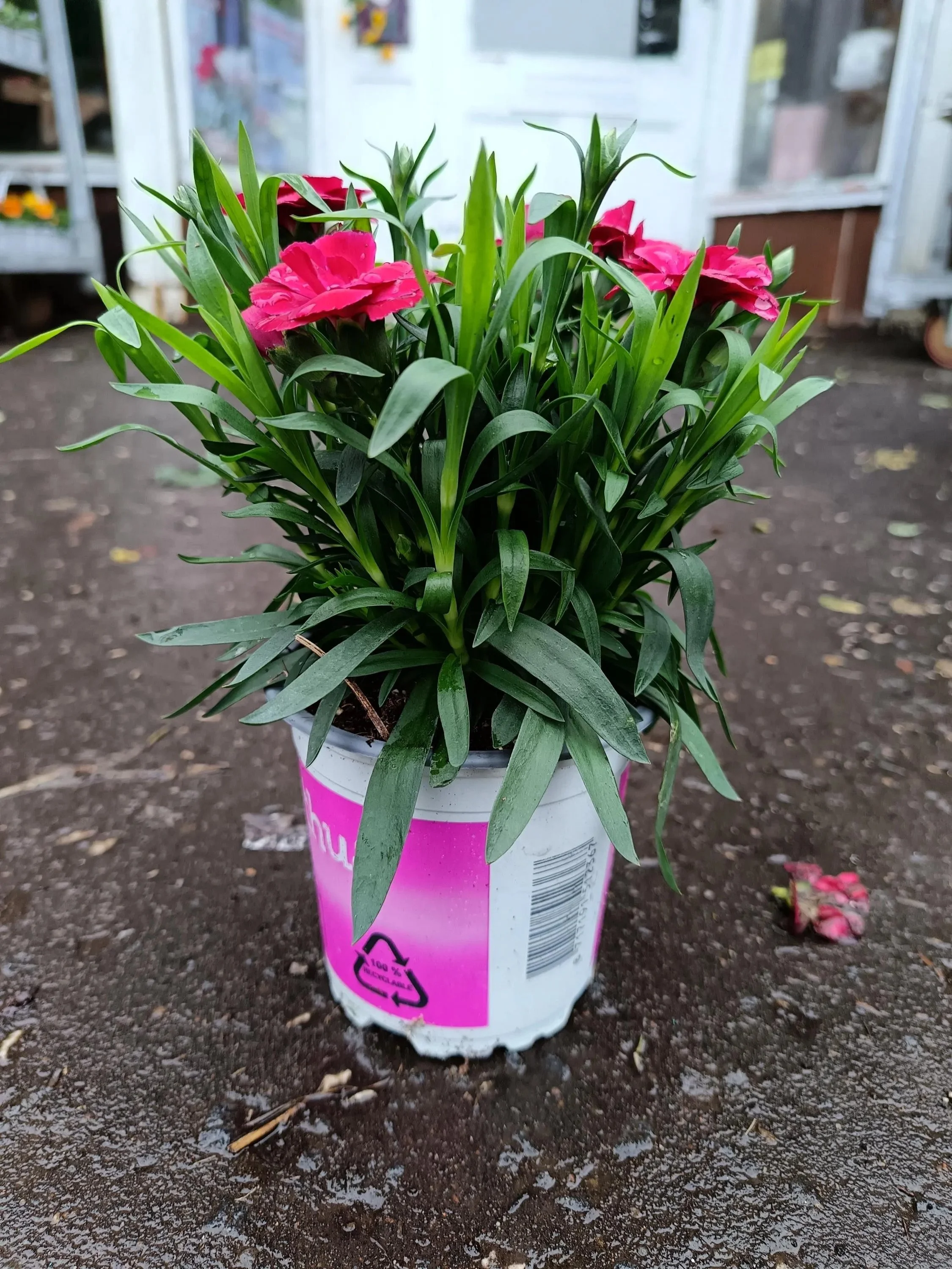 Dianthus_Plants-7.jpg
