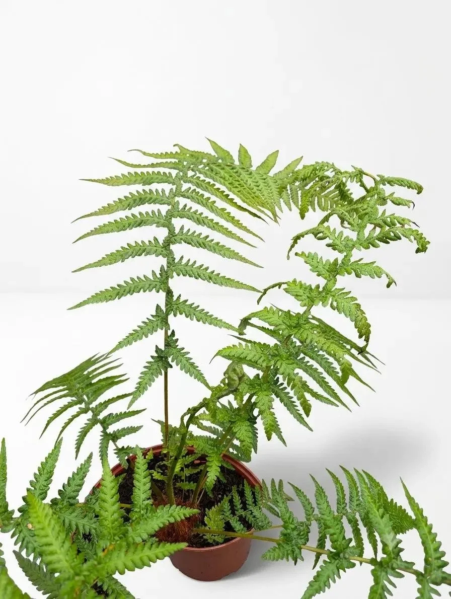 Dicksonia_Antarctica_Tree_Fern-4.jpg