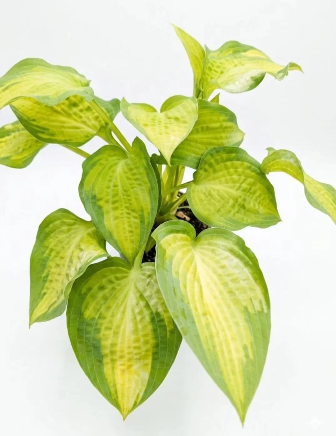 Hosta_Plant-2.jpg